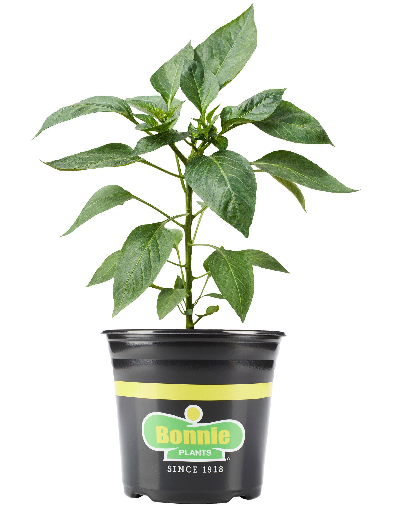 Bonnie Plants 201039 Peppers Pot Plant