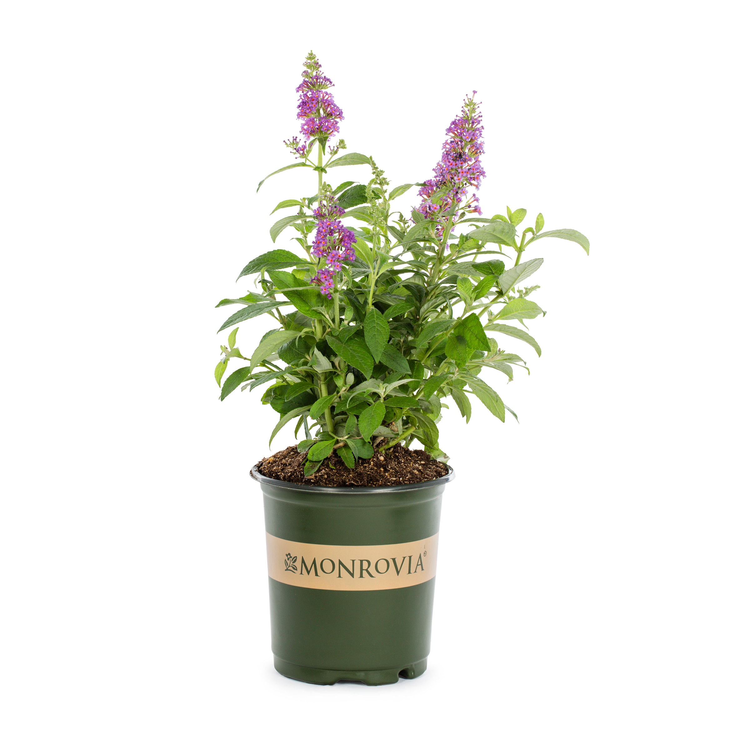 Monrovia NURSERY Blue Butterfly Bush Plant in 2.50 -Quart Pot 1.0 -Pack