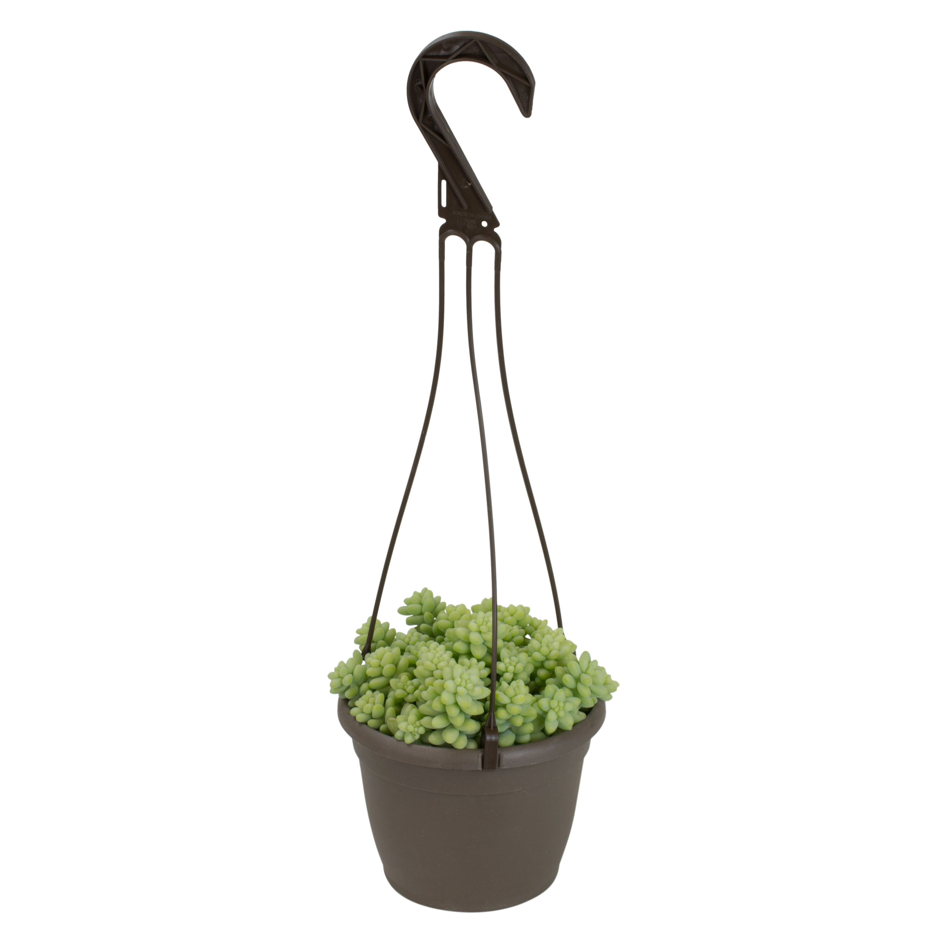 Altman Plants 0881003 Donkey Tail in 6-in Hanging Basket