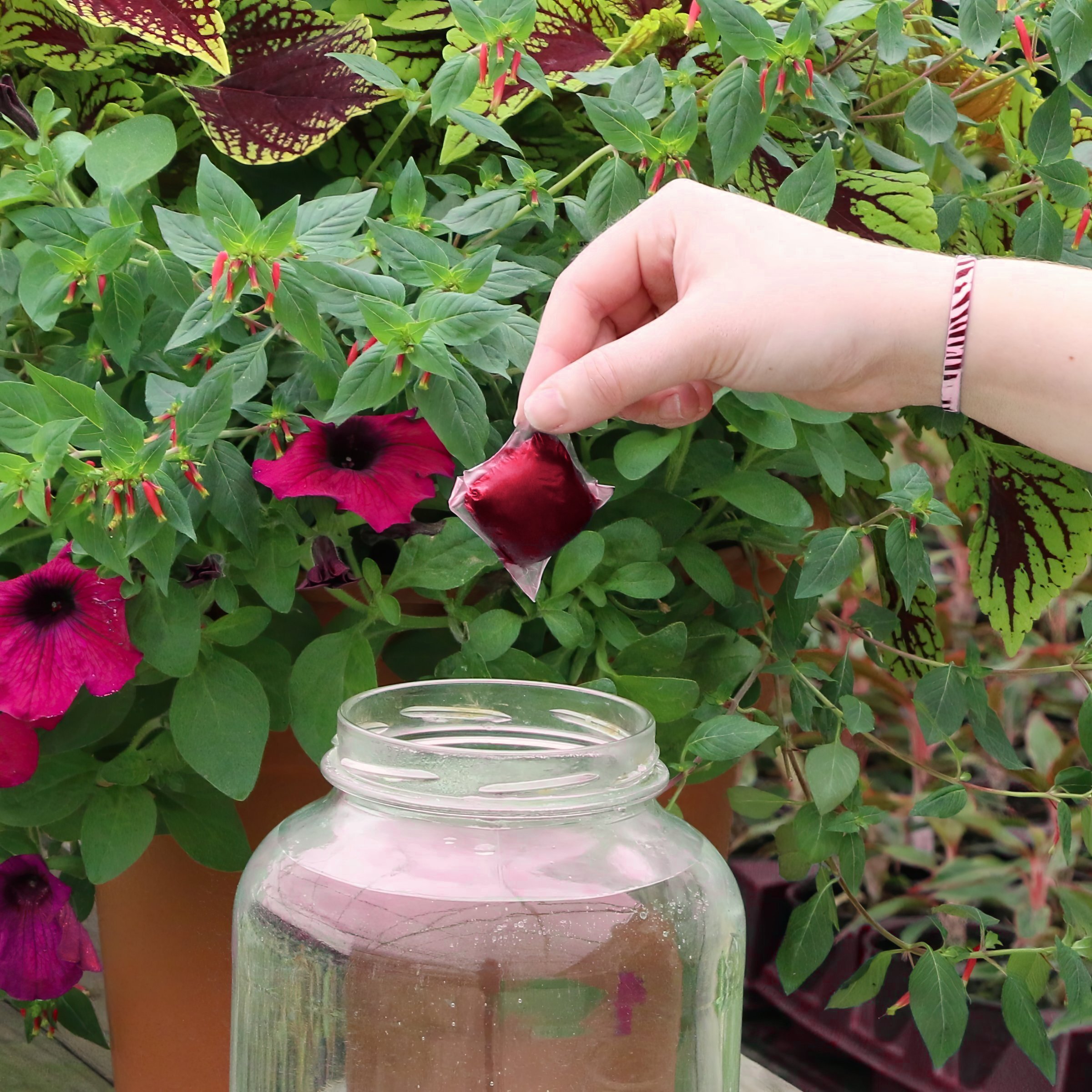 National Plant Network LW1882 Plant-Food - View #3