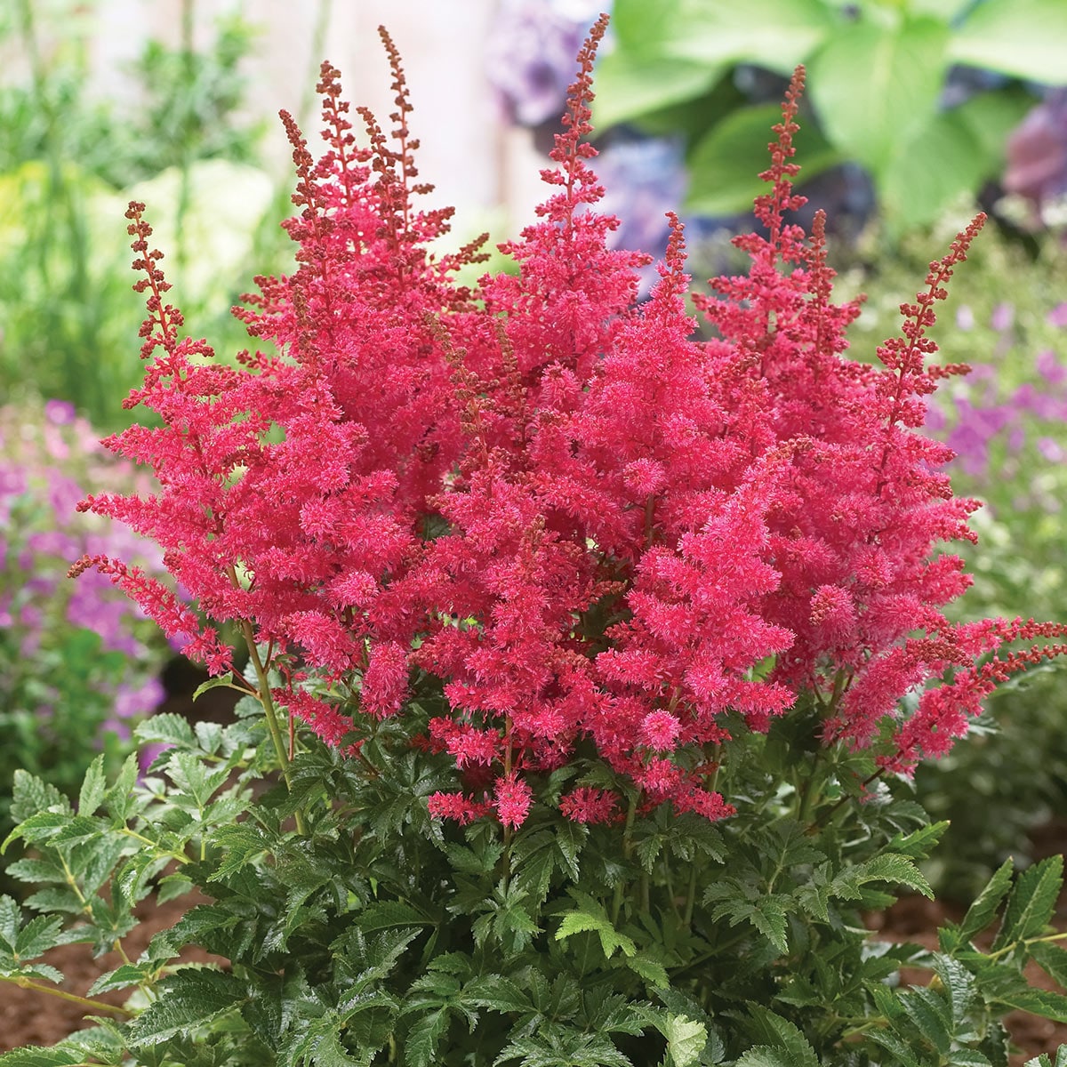 Direct Gardening 96034 Red Flowering Fanal Astilbe Dormant Perennial Starter Plant in 1 -Pack Bareroot 3 -Pack