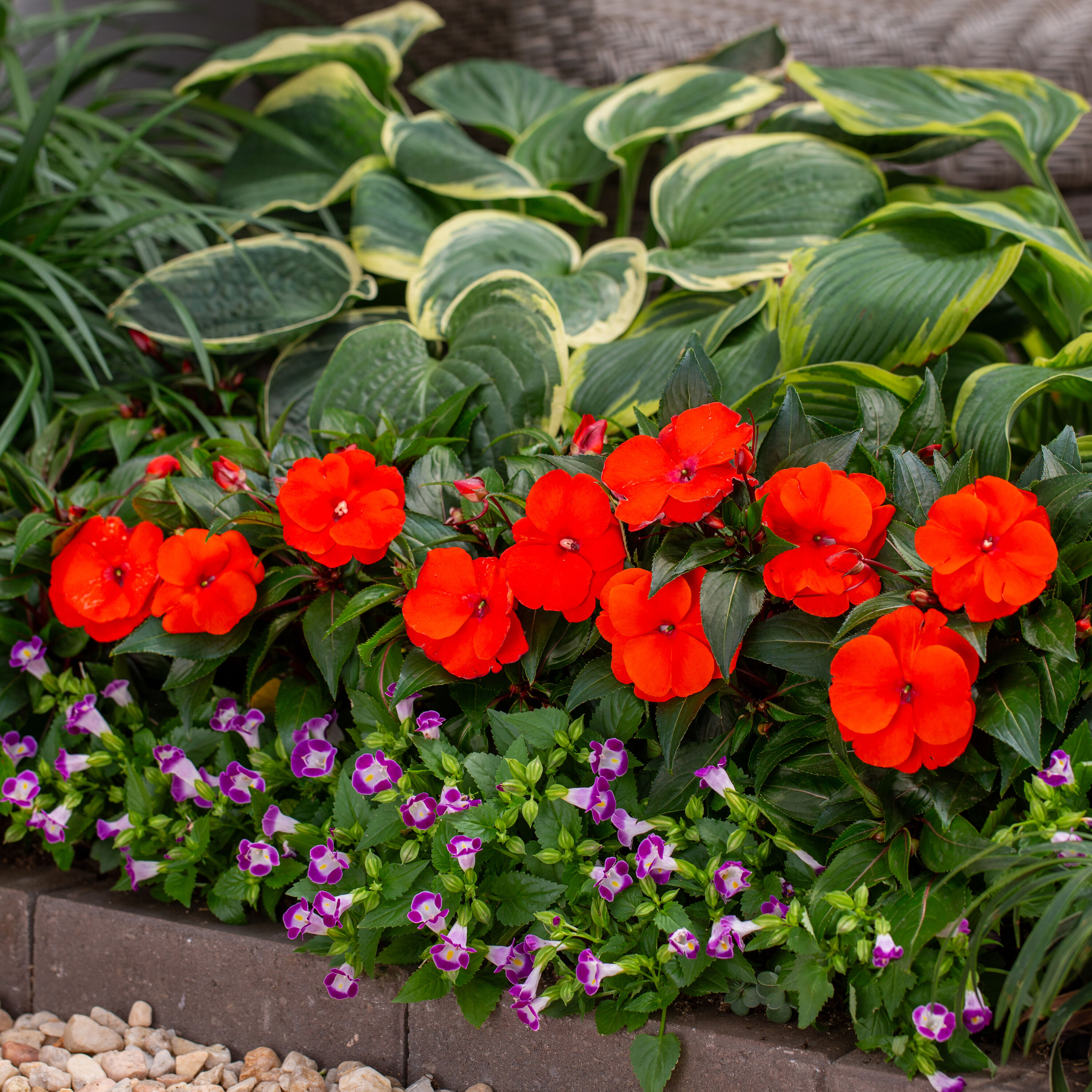 Monrovia 4827 annuals - View #4