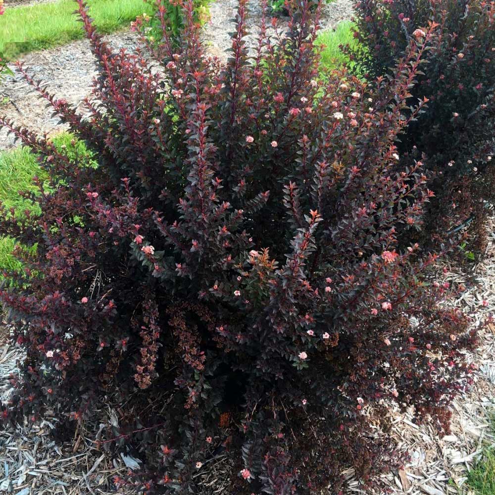Brighter Blooms 15952 shrubs - View #2