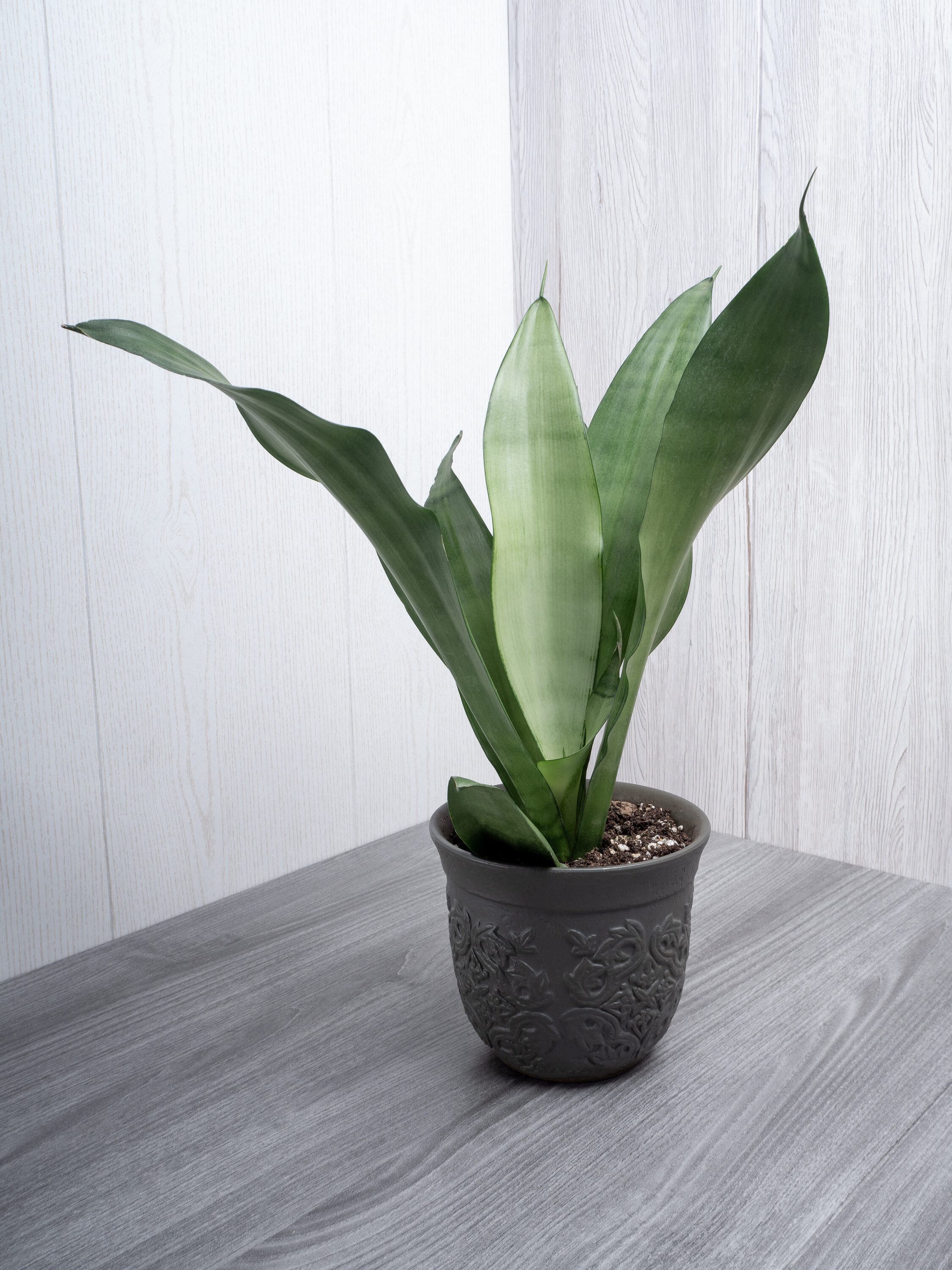 National Plant Network LW7192 hseplants - View #2