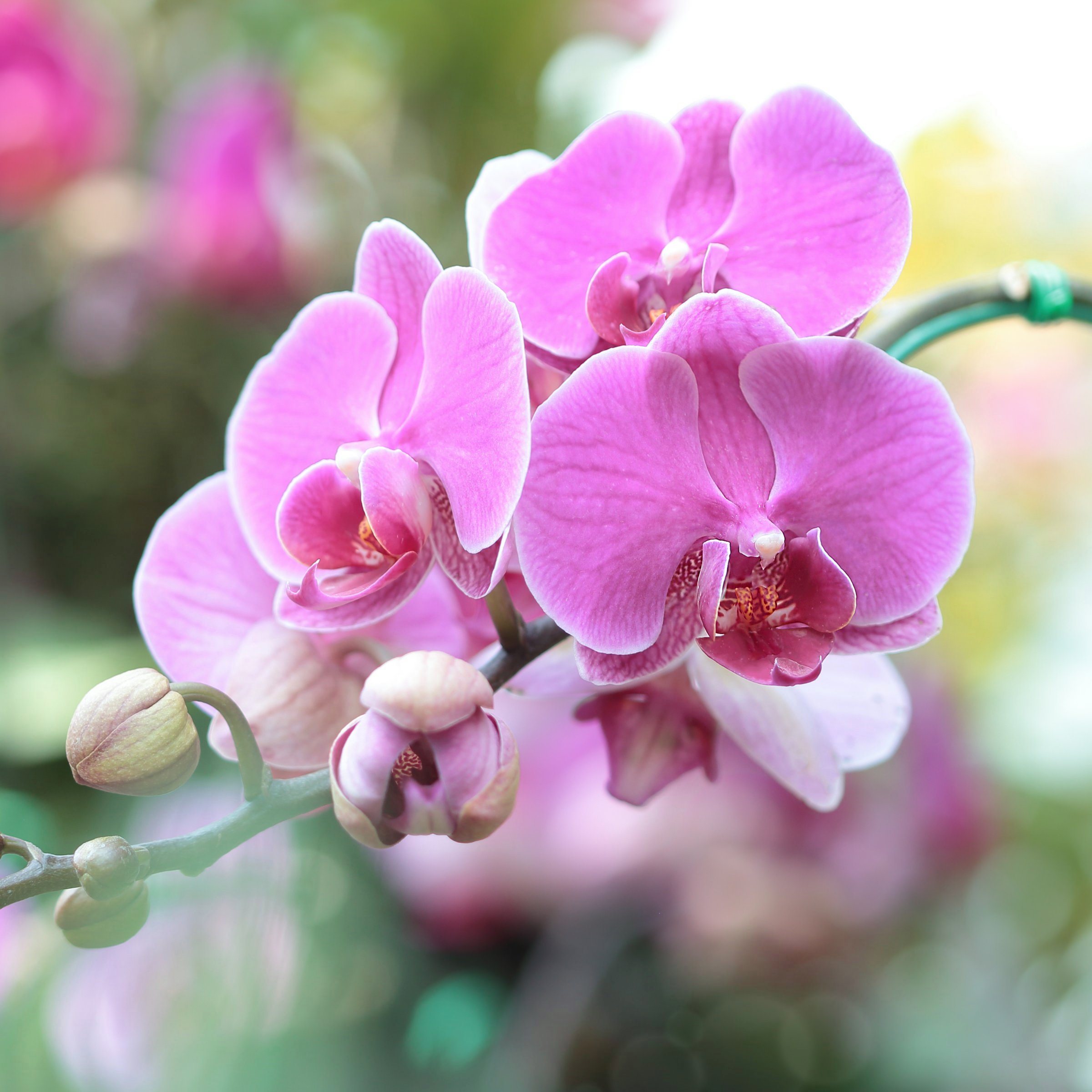 National Plant Network LW2547 hseplants - View #10