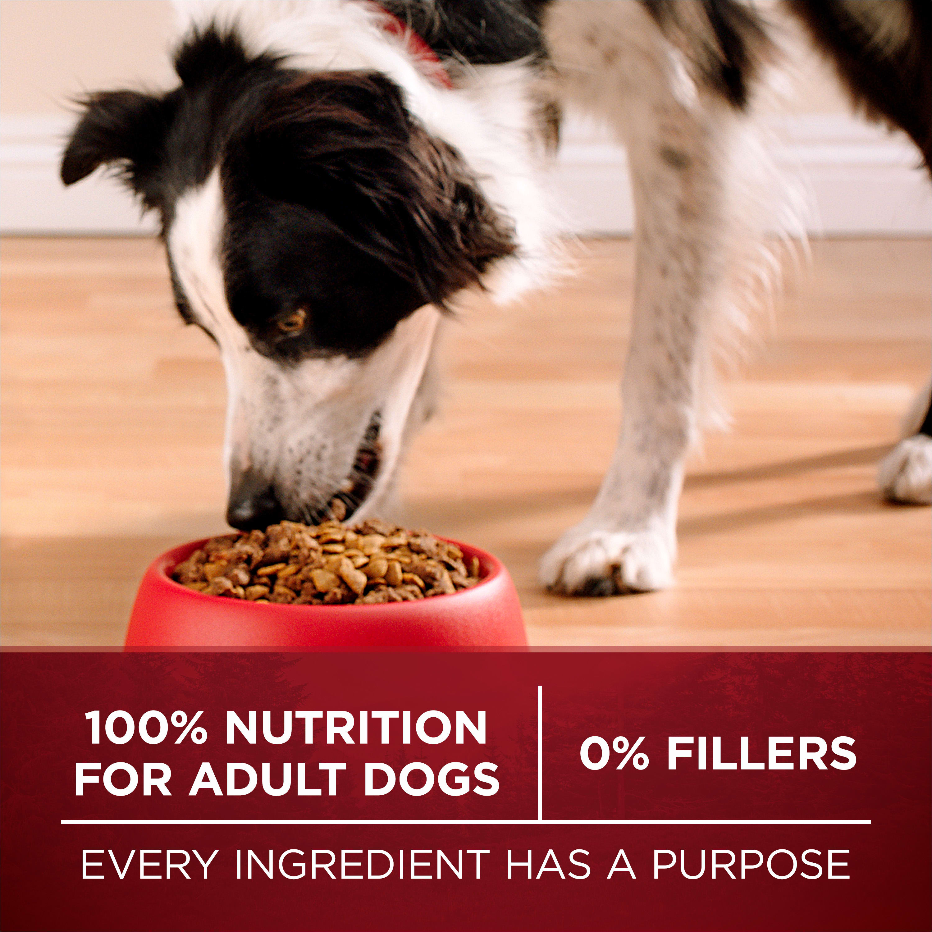 Purina ONE 1780017141 Wet-Dog-Food - View #8