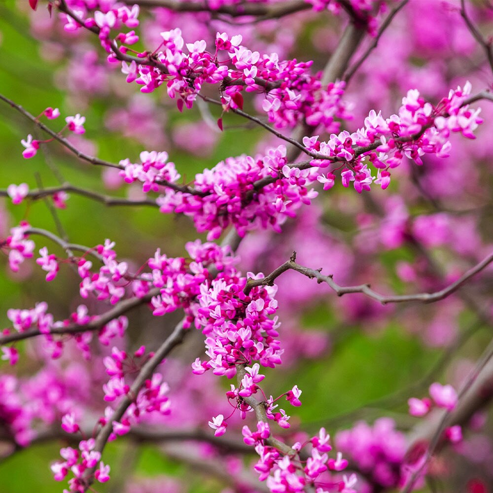 Brighter Blooms 12714 trees - View #3