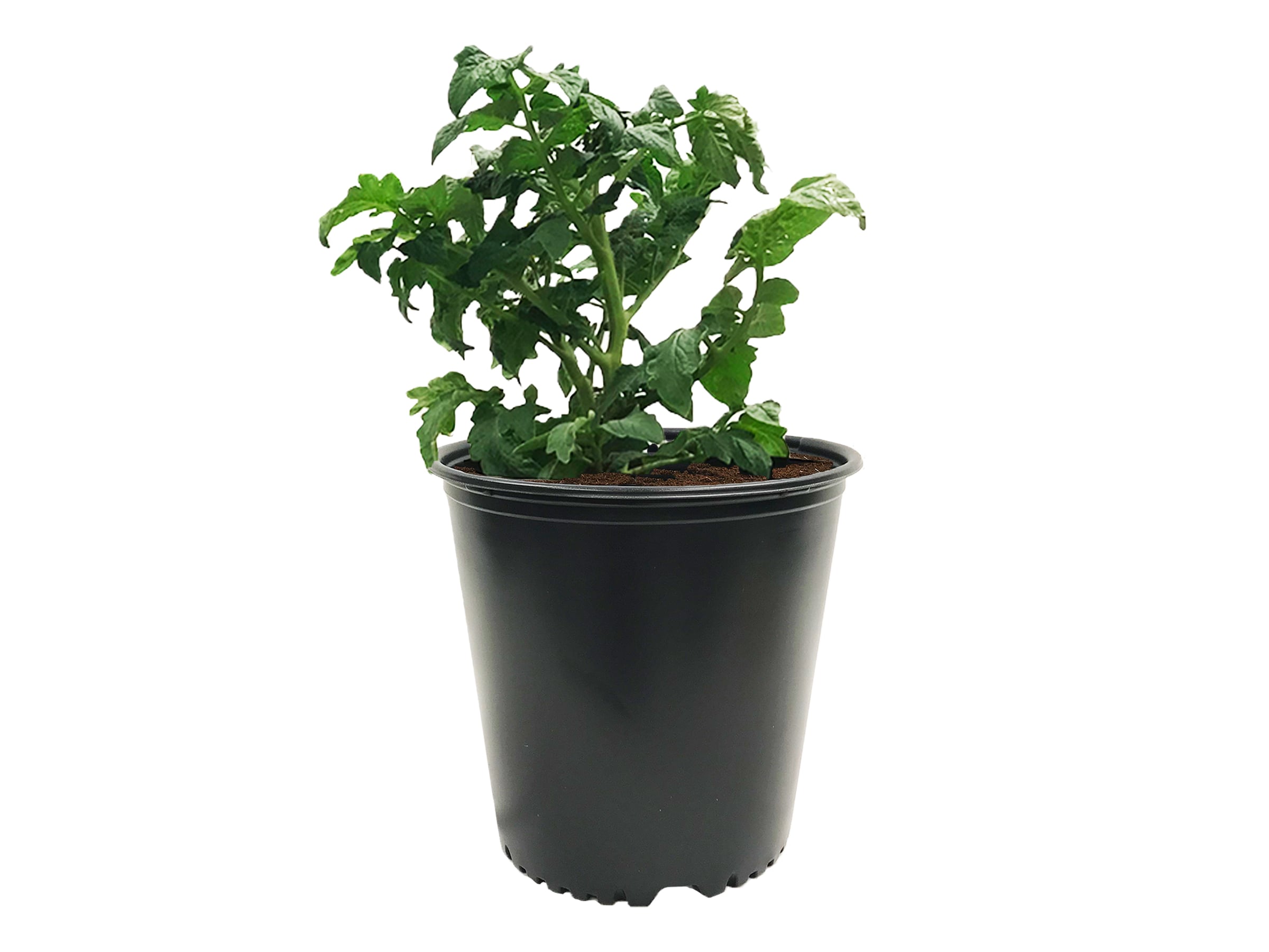 Viagrow VHPP500-20 Planter-Window-Box - View #5