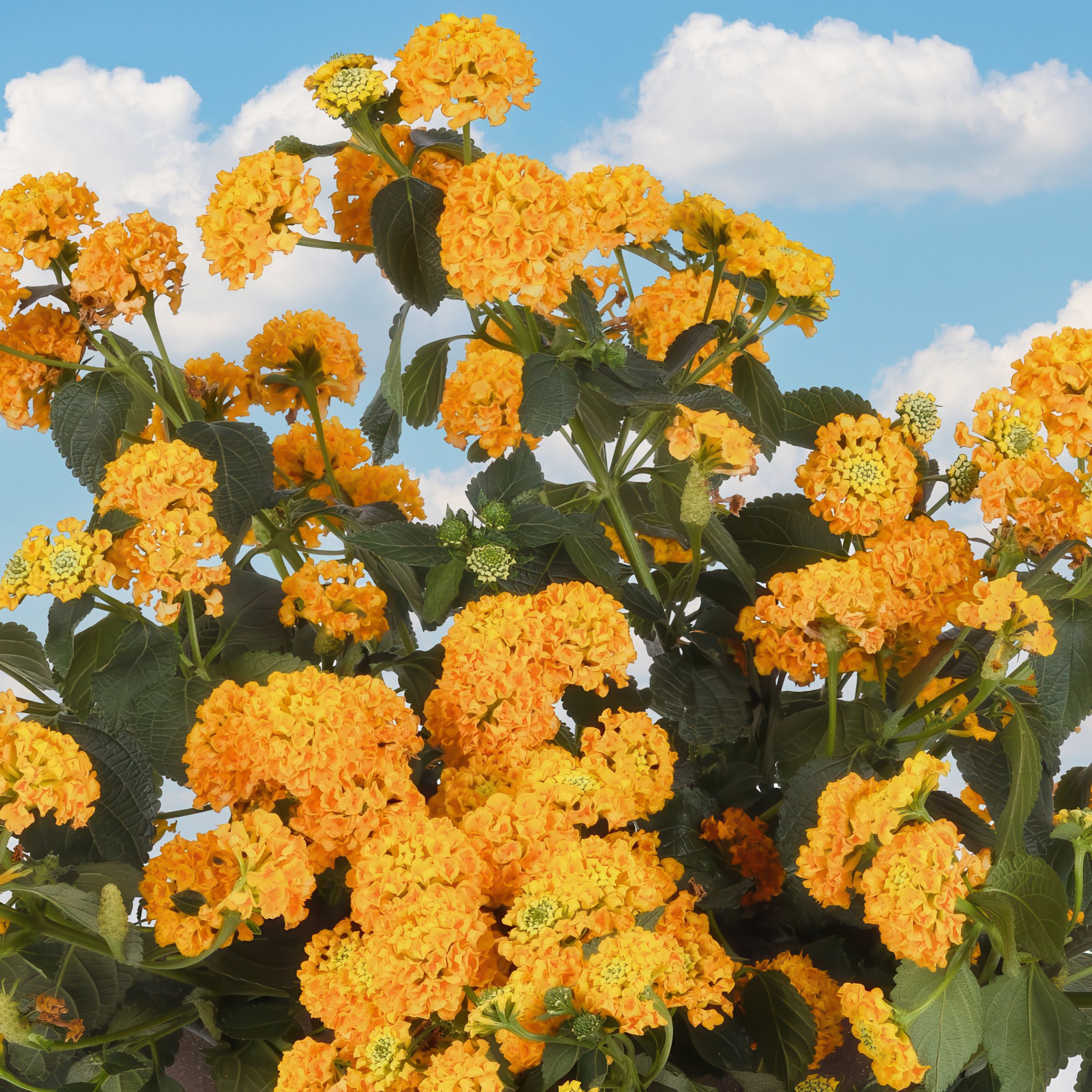 National Plant Network LW2153 annuals - View #5