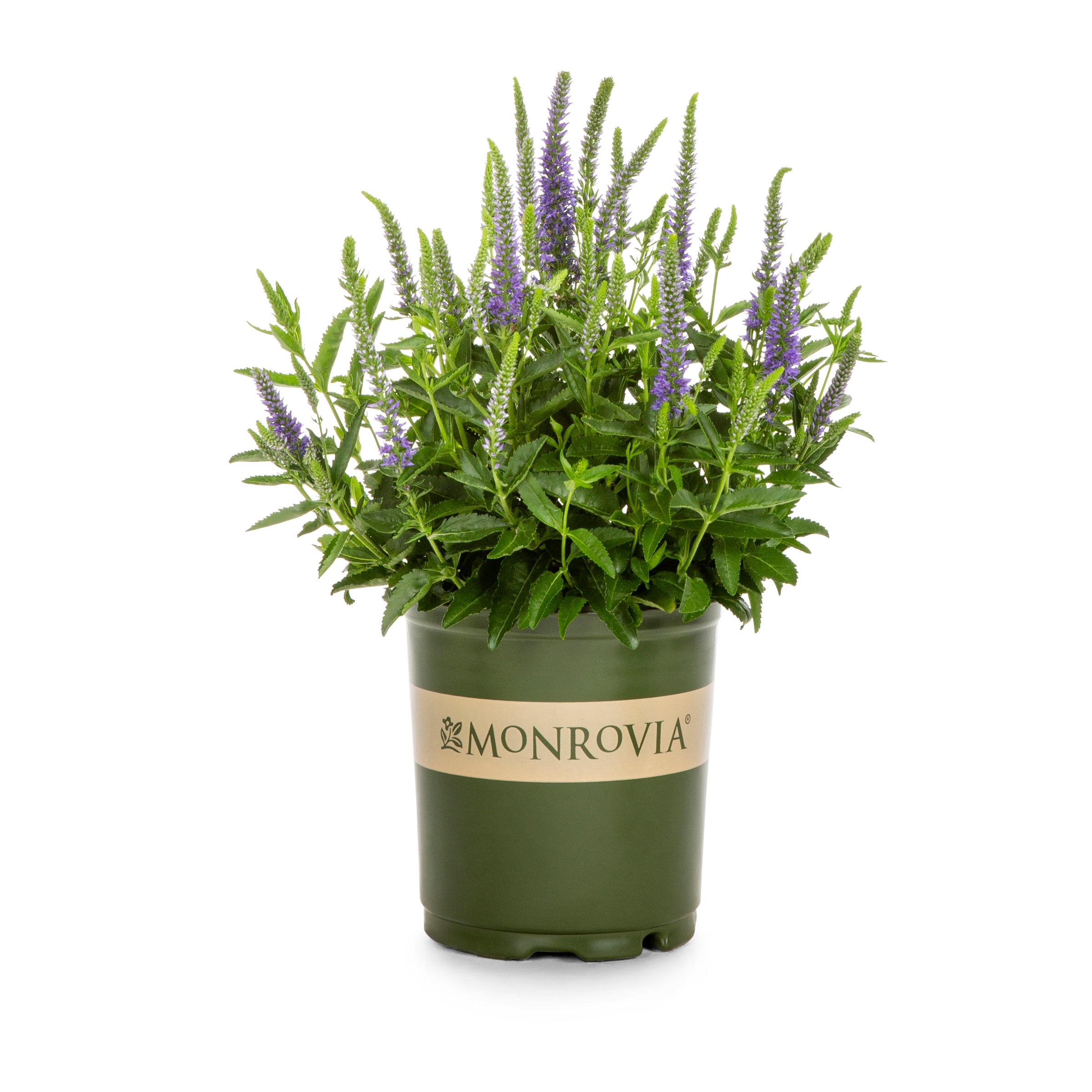 Drought Tolerance Royal Rembrandt Veronica Plants, Bulbs & Seeds at ...