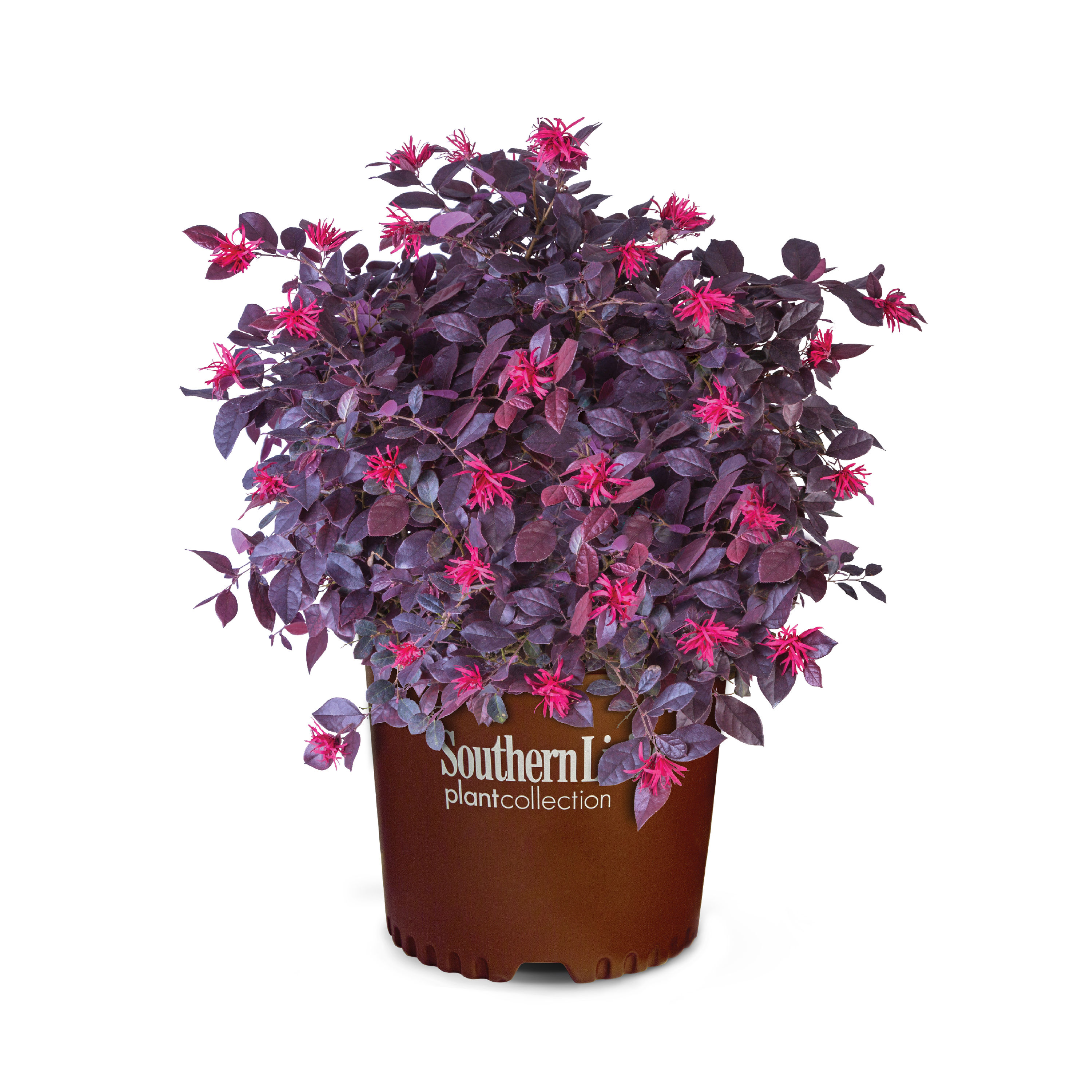 purple-daydream-dwarf-loropetalum-shrubs-at-lowes