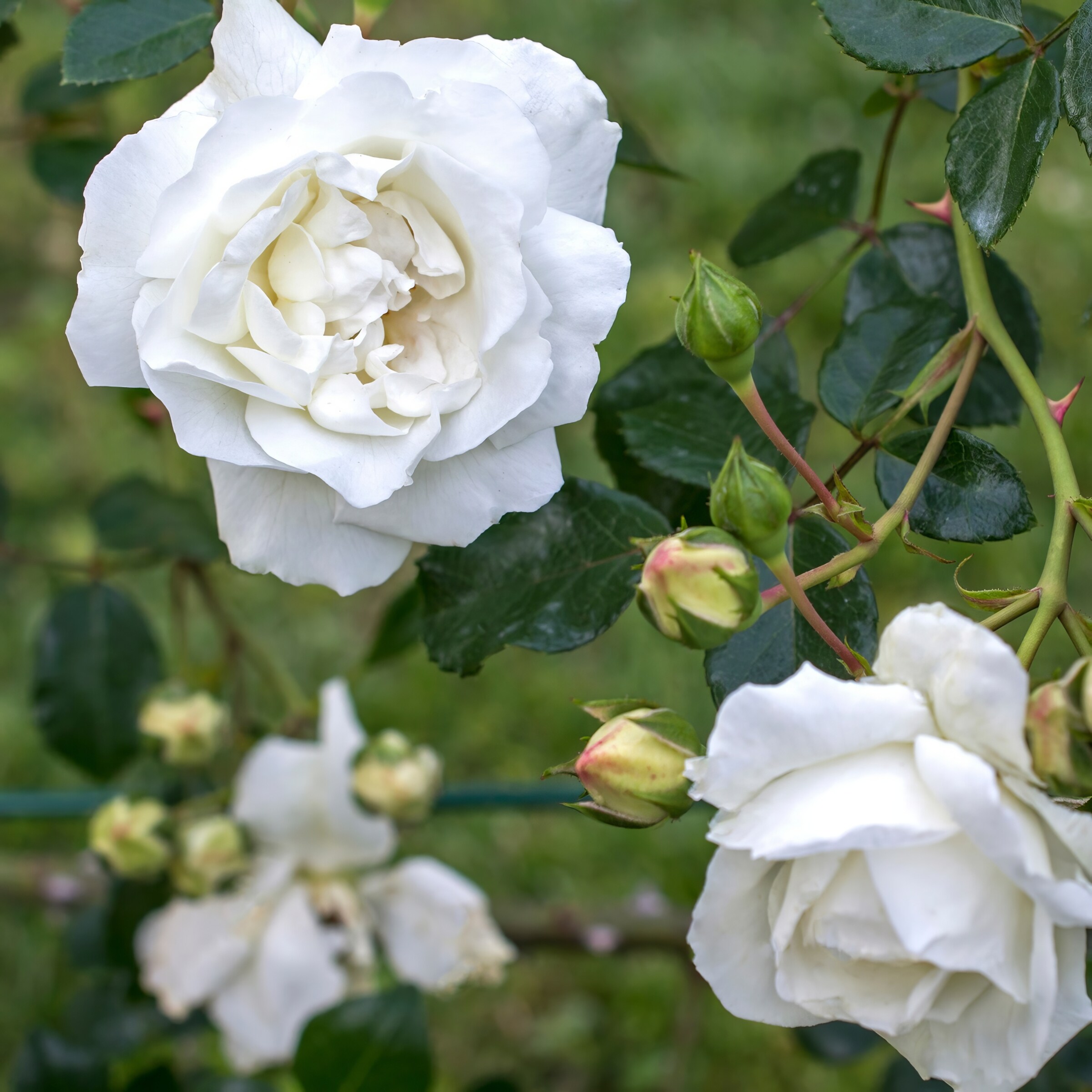 National Plant Network LW1765 roses - View #5
