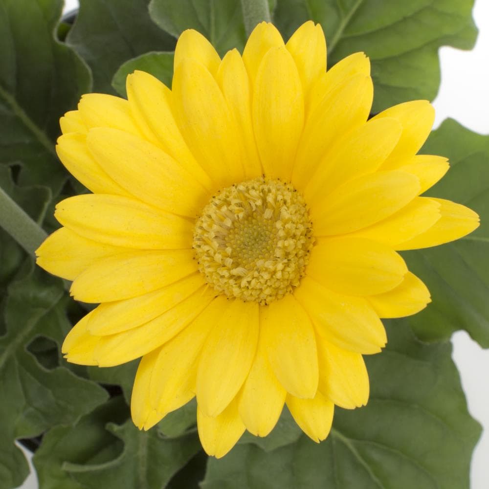 Monrovia Yellow Gerbera Daisy Pot in the Annuals department at Lowes.com