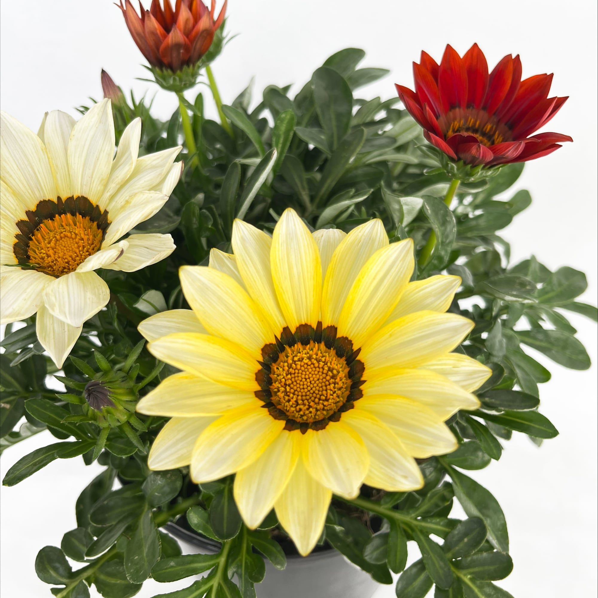 Multicolor Gazania in 2-Quart Pot in the Annuals department at Lowes.com