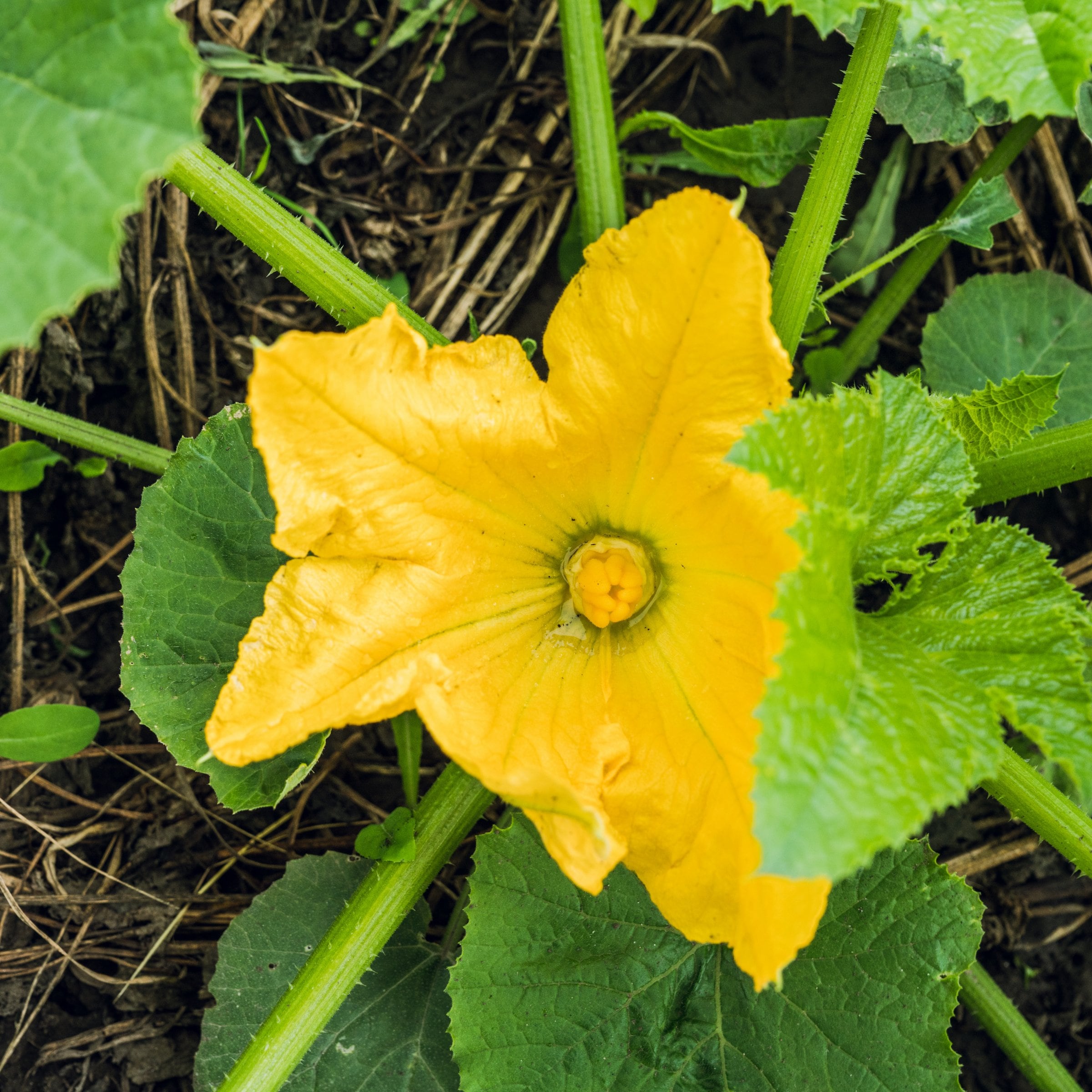 National Plant Network LW2259 Vegetable-Plants - View #4