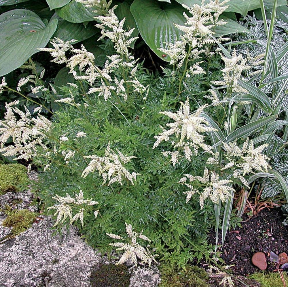 Lowe's NURSERY White Dwarf Goatsbeard Plant in 2.5-Quart Pot