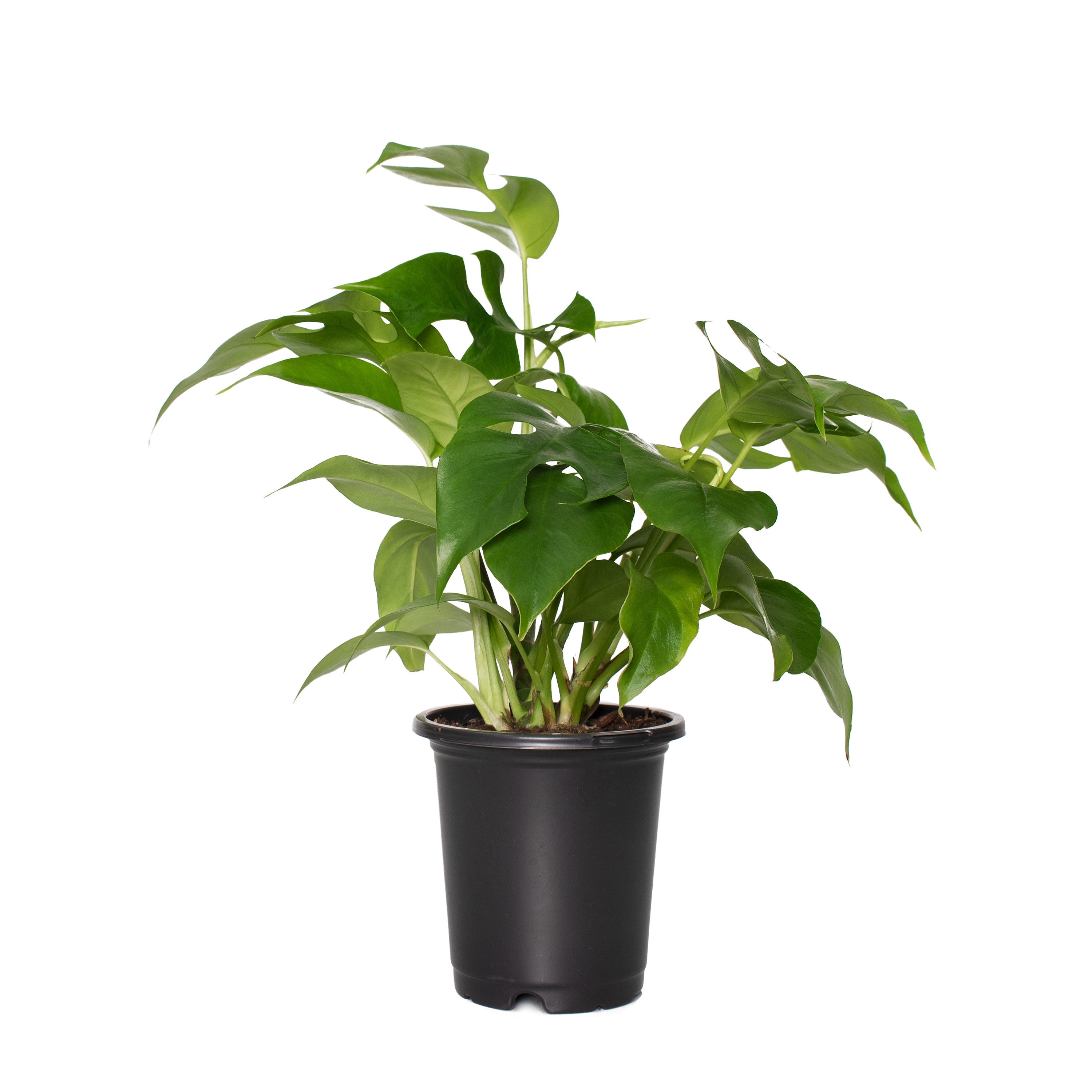 National Plant Network LW1364 Monstera Ginny House Plant in 6-in Pot
