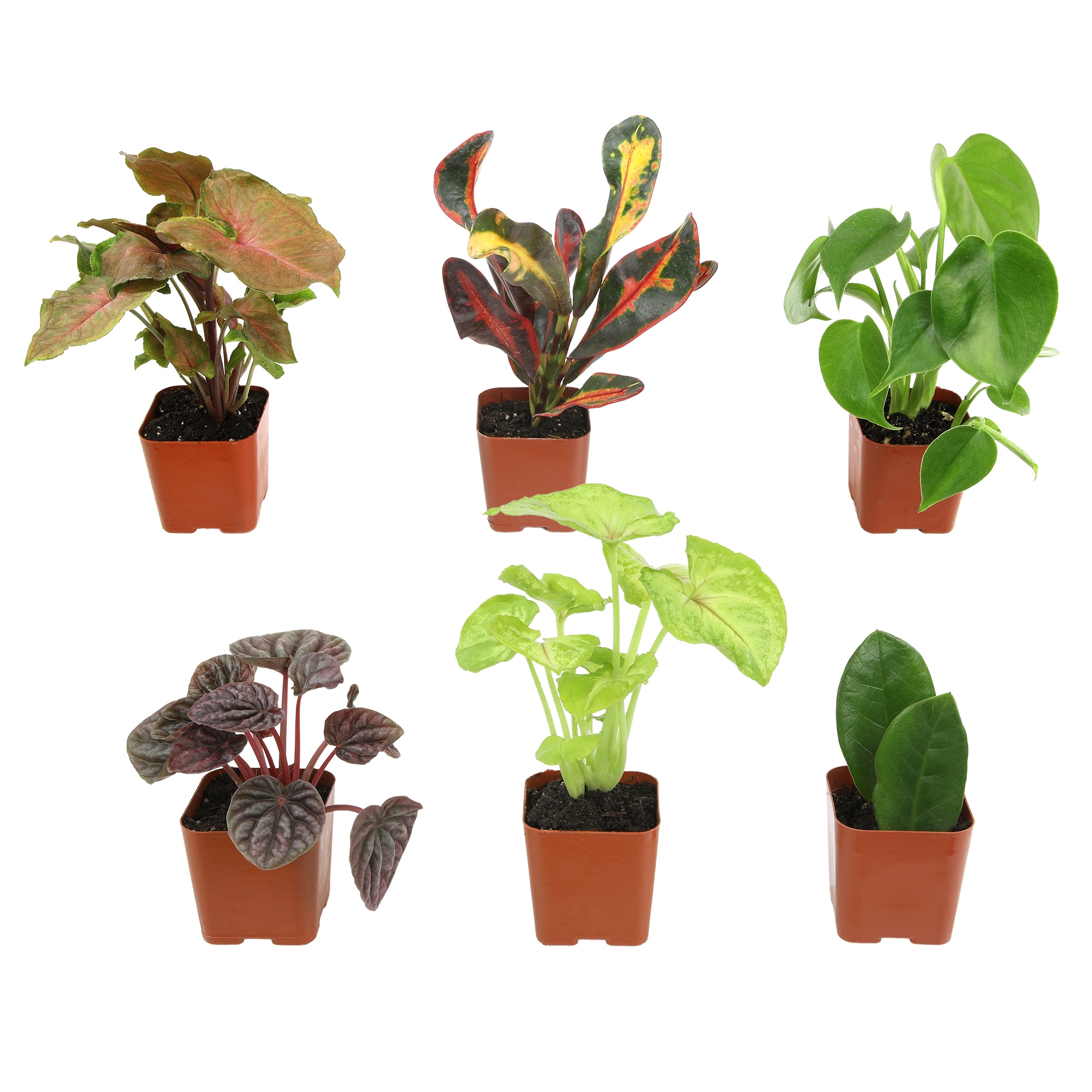 Altman Plants 0873040 Unique Houseplants Variety Pack House plant in 2 Inch(es) Pot 6 -Pack