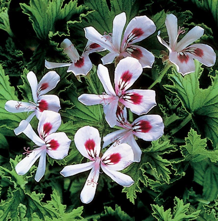 Scented Geranium Perennials at