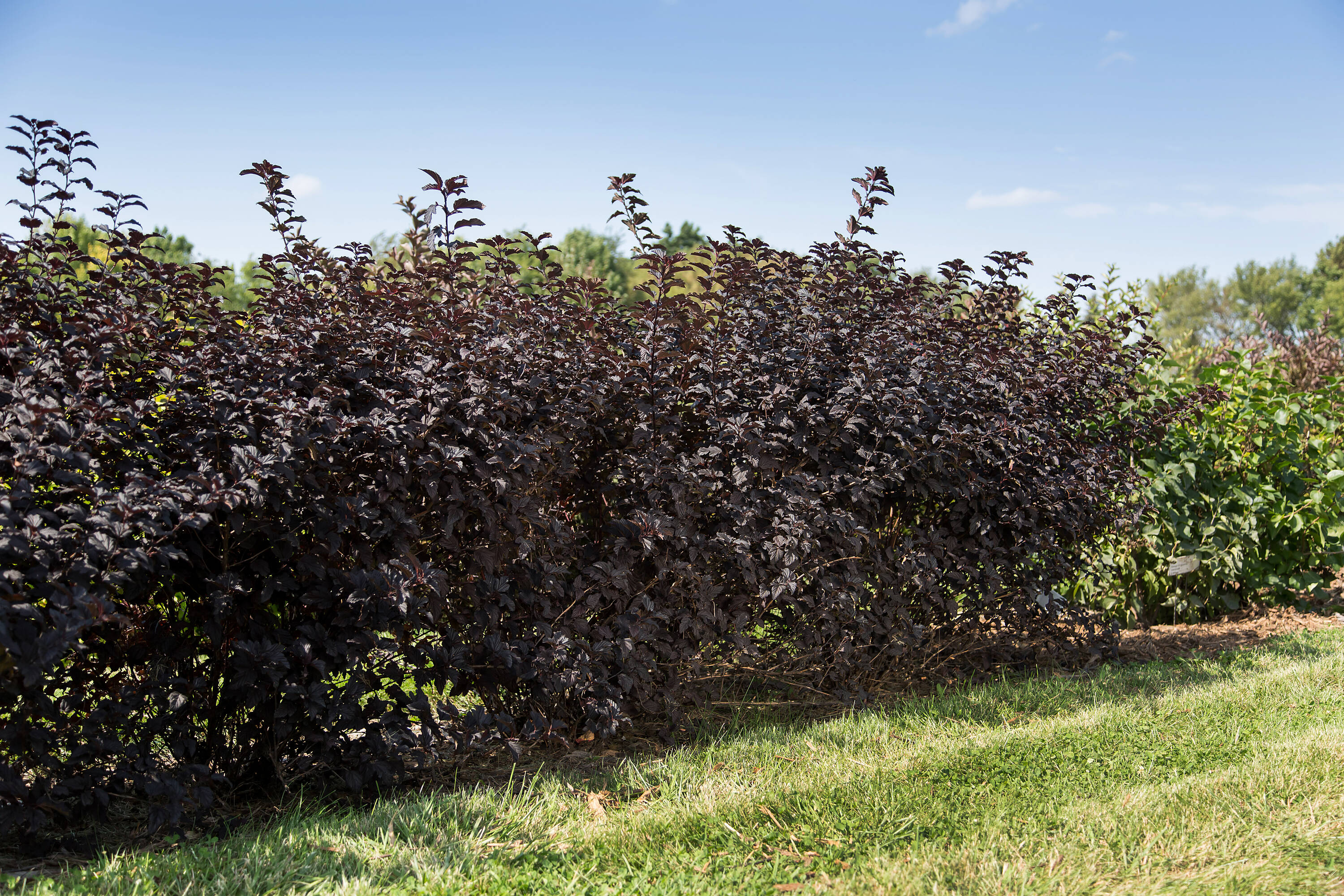 Lowe's NURSERY shrubs - View #4