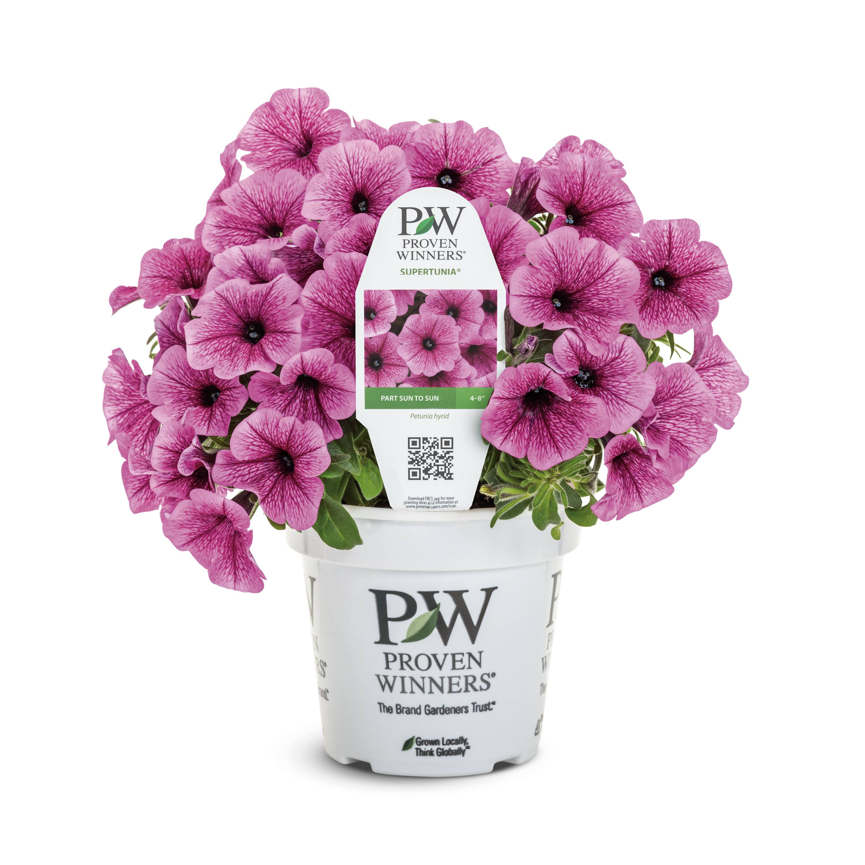 Proven Winners 5199164 Pink Petunia in 1.5 Pint Pot 1 -Pack