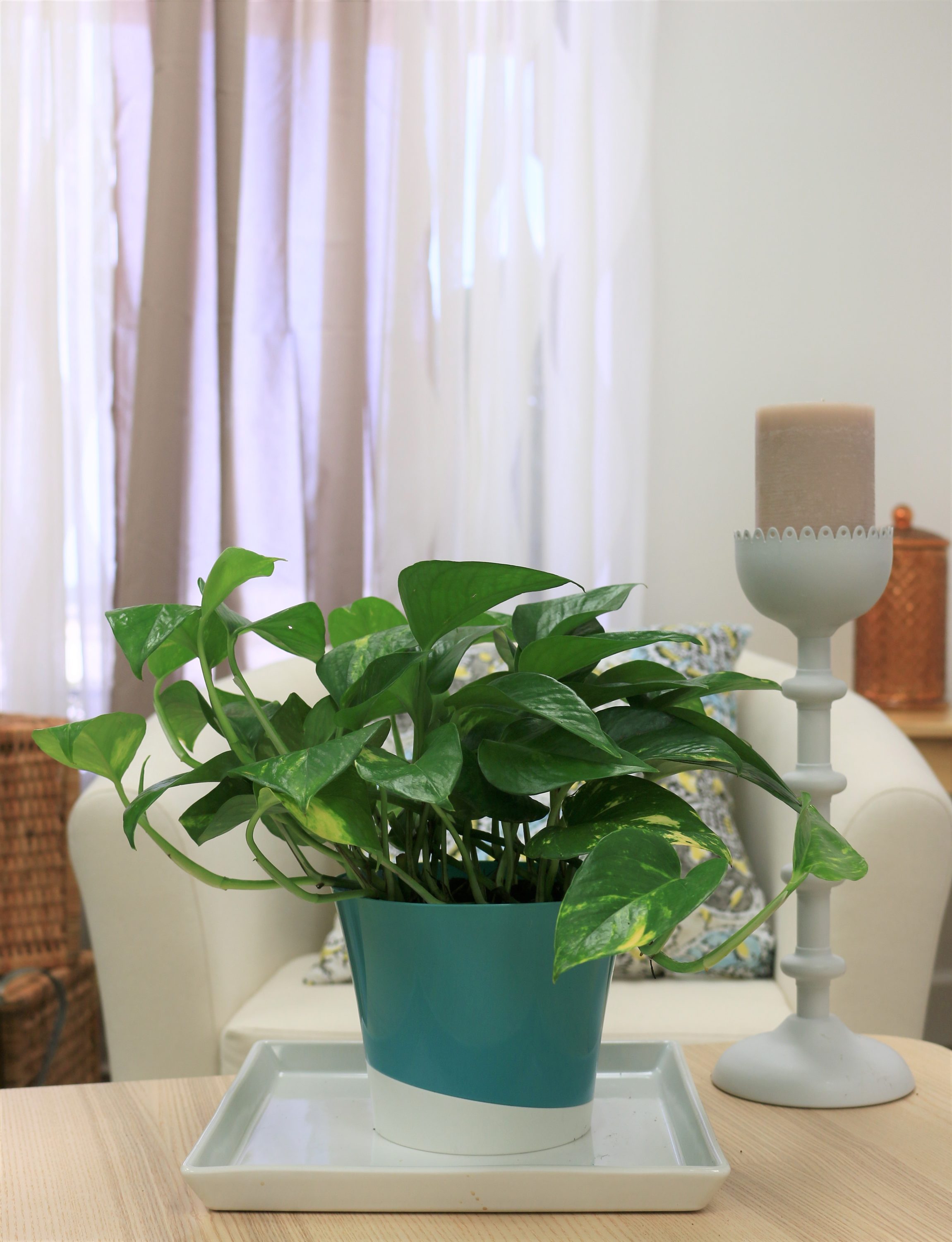 Costa Farms Live Indoor 10in. Tall Devil's Ivy Pothos; Medium, Indirect Light Plant in 6in. Grower Pot, Green