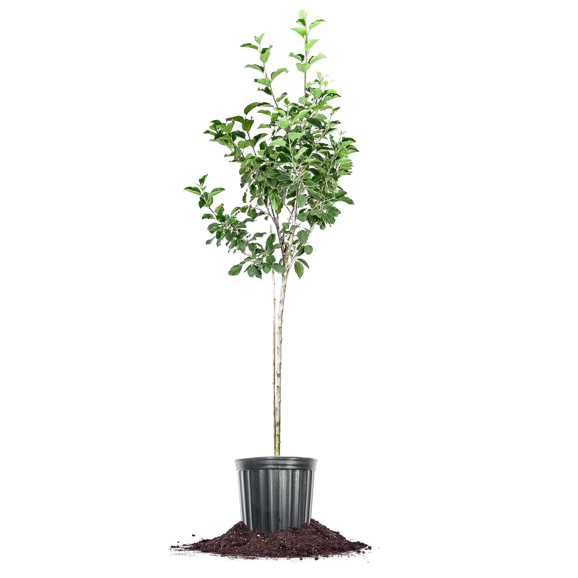 Perfect Plants LOFUJI5G 5 -Gallon Fruit Fuji Apple Tree In pot (with soil)