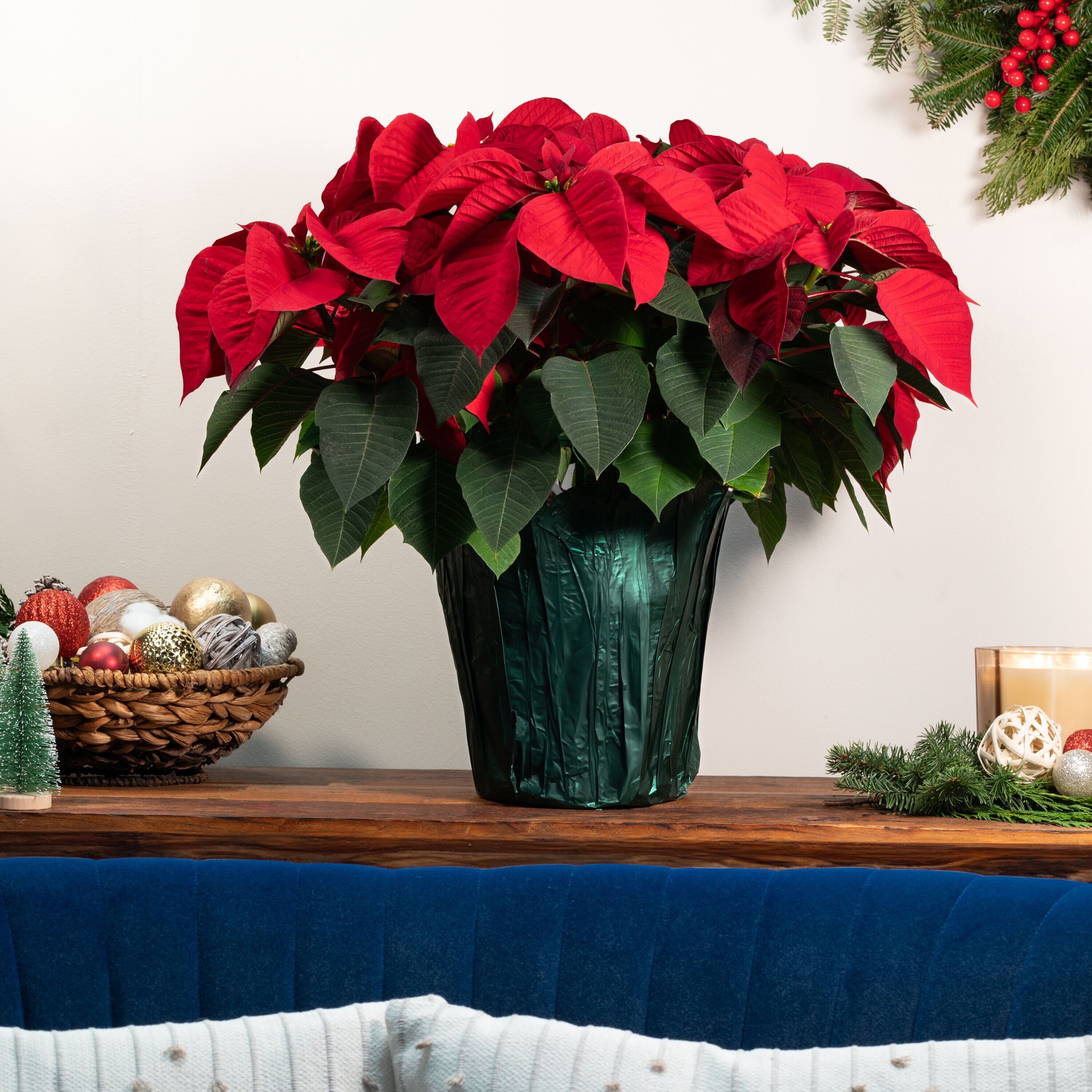 Metrolina Greenhouses 4395 Fresh-Cut-Christmas-Decorations - View #4