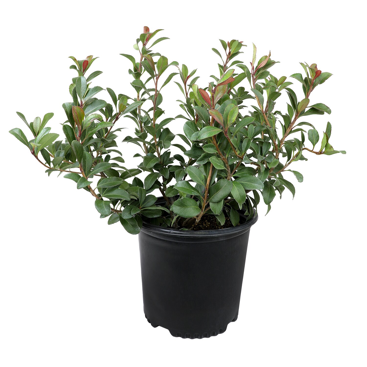 Altman Plants 0881416 shrubs - View #6