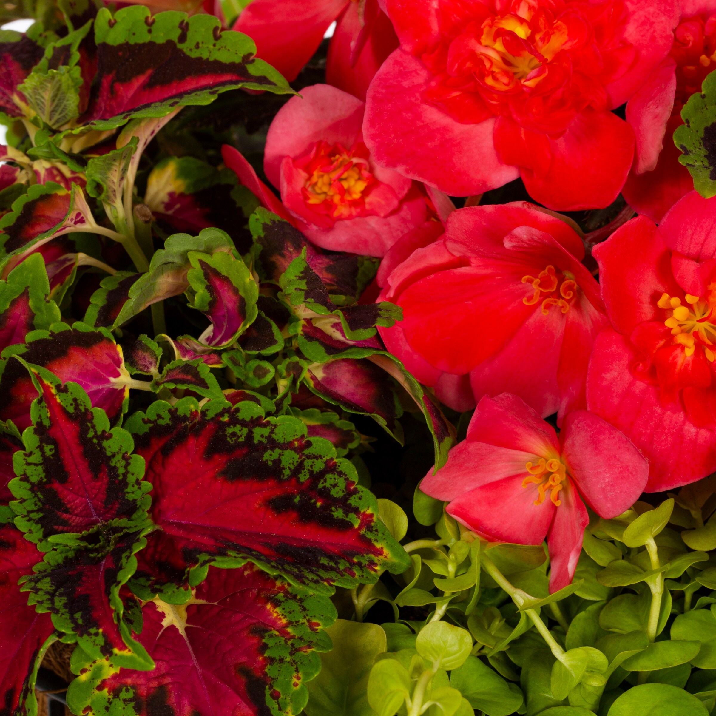 Lowe's 353079 annuals - View #2