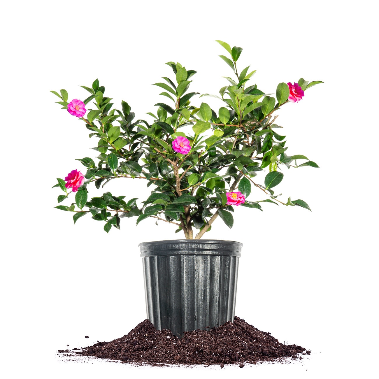Perfect Plants LOSHISHICAMELLIA3G Shi-Shi Gashira Camellia Flowering Shrub in 3 -Gallon Pot with Pink Blooms