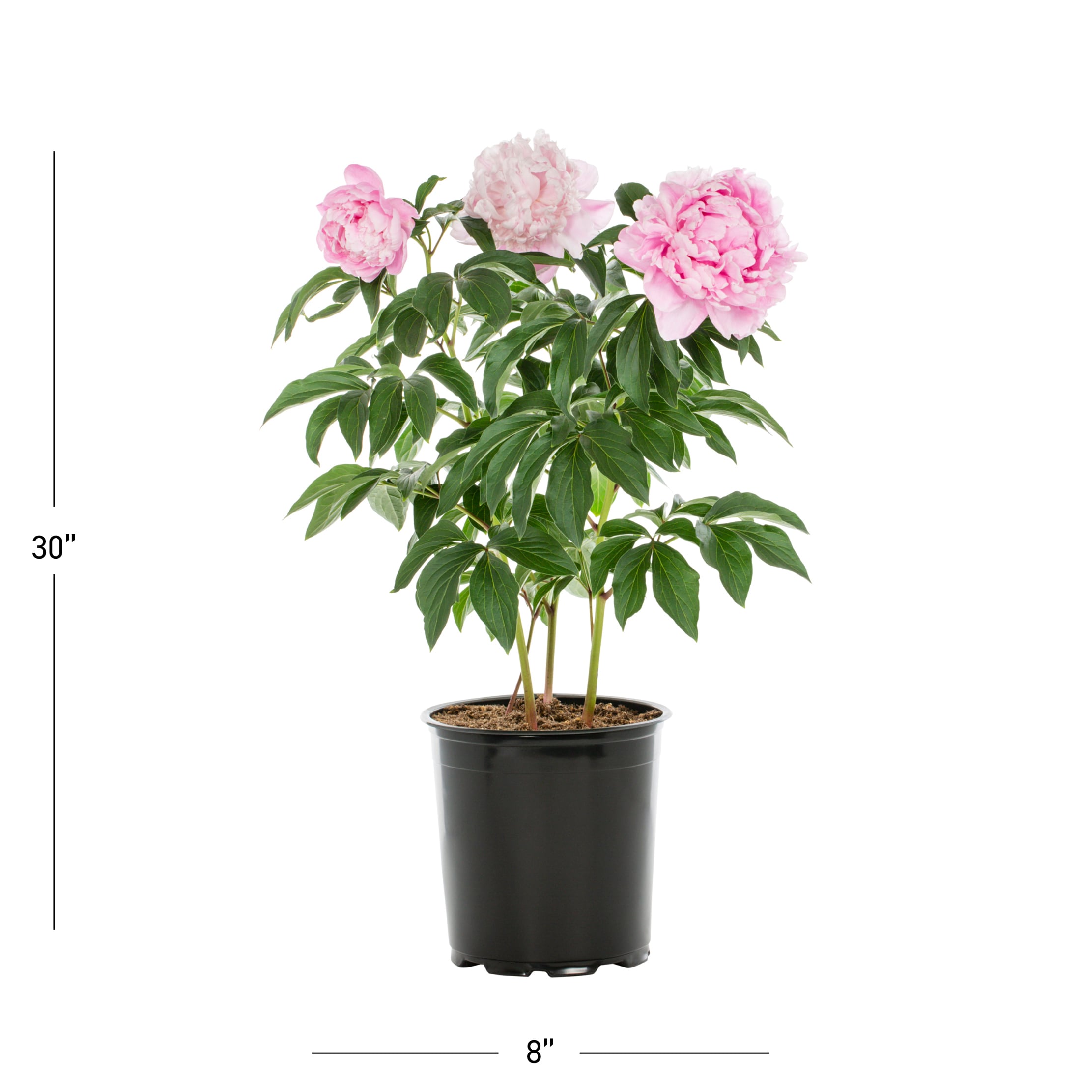 Metrolina Greenhouses Pink Peony Plant in 1-Gallon Pot in the ...