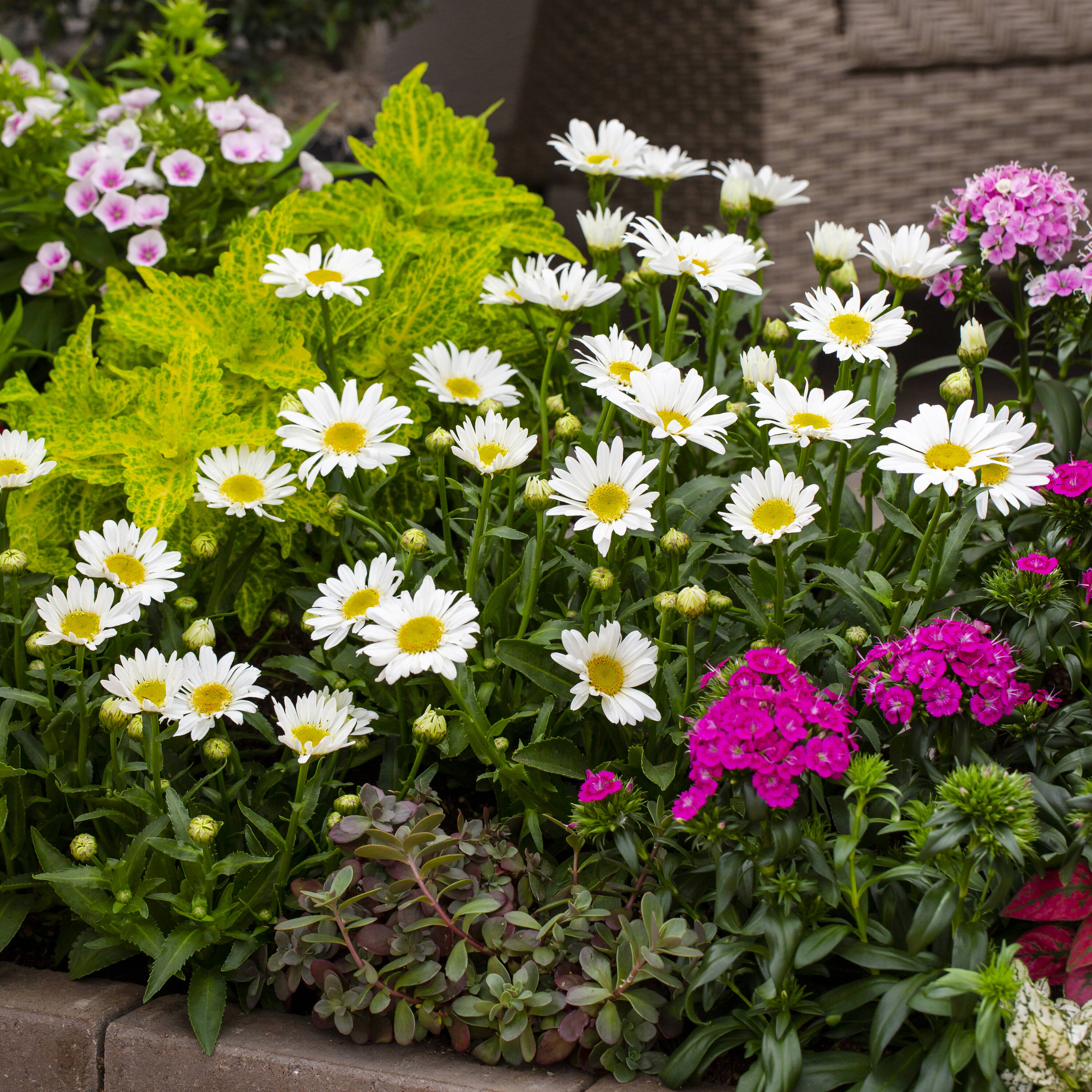 Proven Winners 4566 perennials - View #4