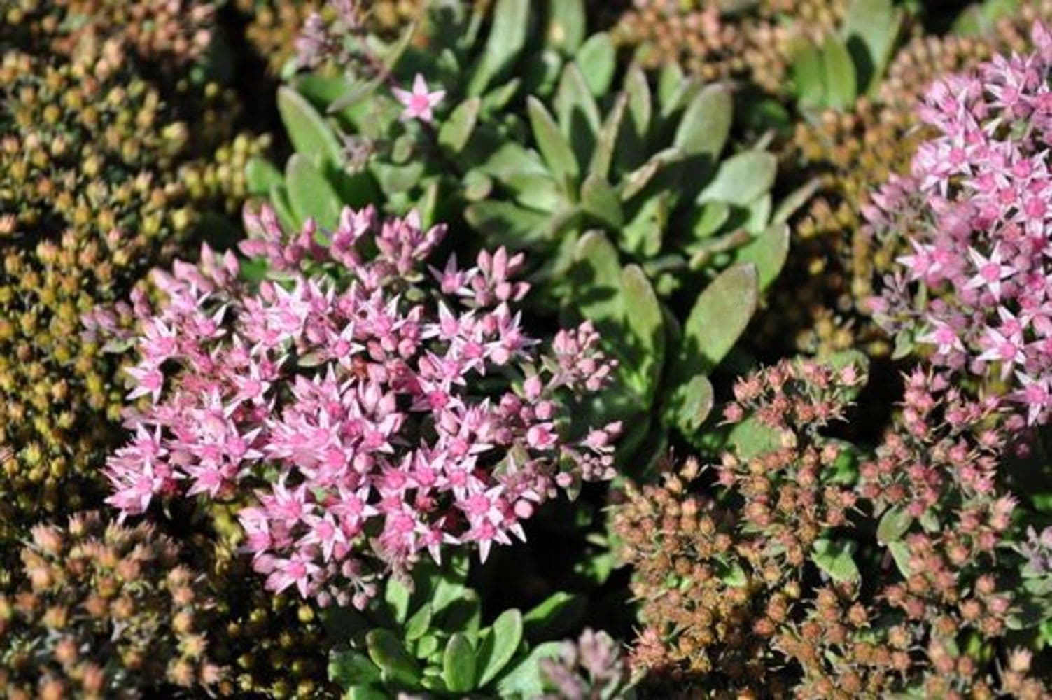 Hirt's Gardens - SunSparkler Jade Tuffet Sedum - Quart Pot - Stonecrop -Perennial