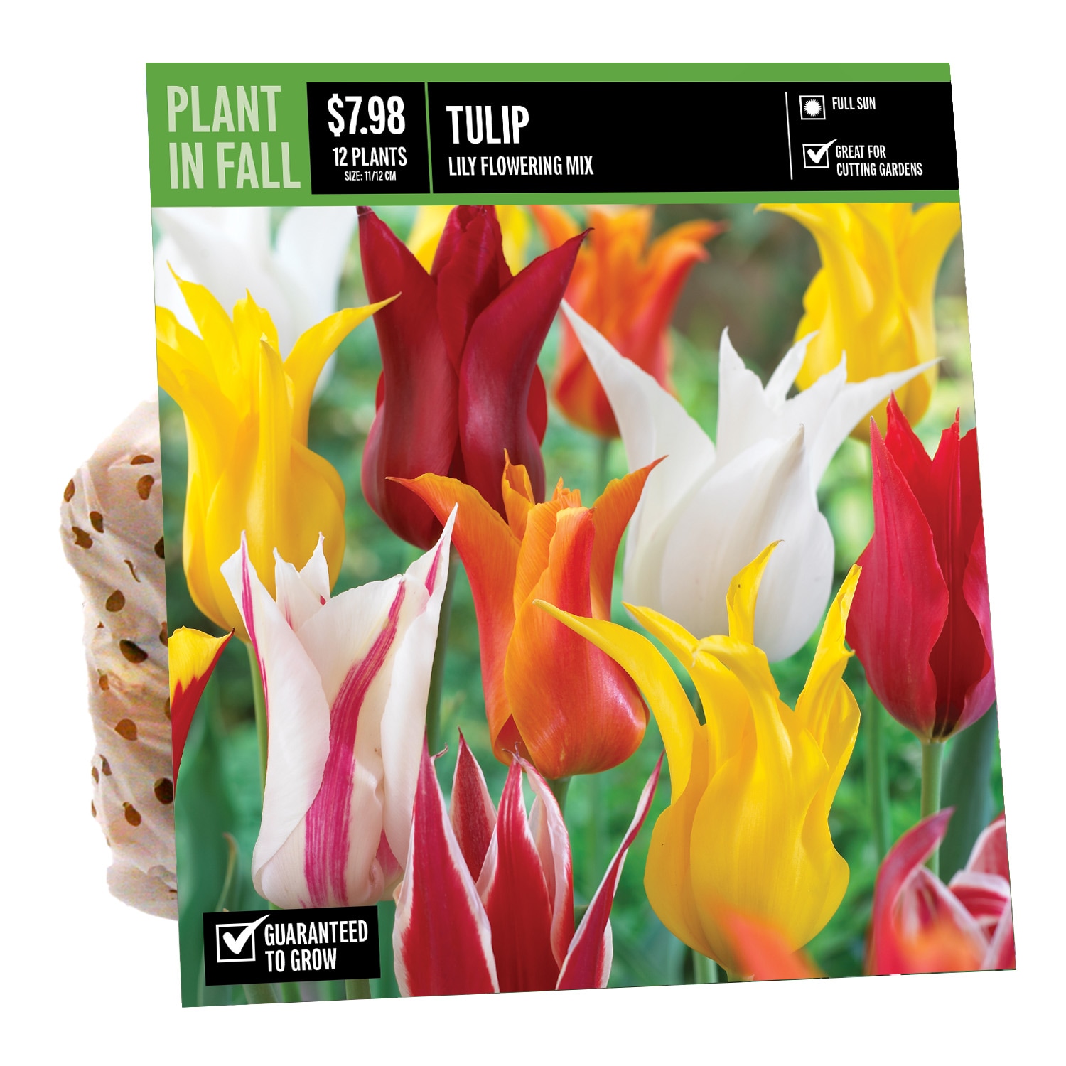  NURSERY TULIP LILY FLOWERING MIXED PBS