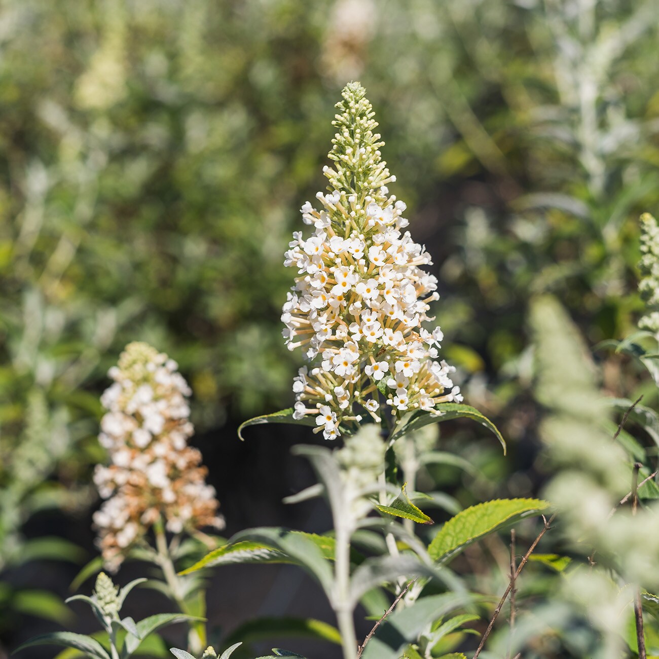 Perfect Plants LOWHITEPROFUSION1G shrubs - View #6