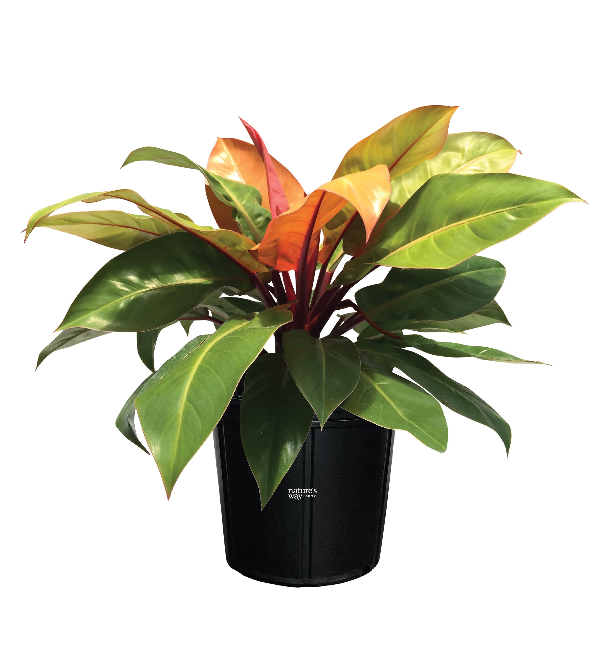  2683 White Prince of Orange Philodendron House plant in 6 Inch(es) Pot 1 -Pack
