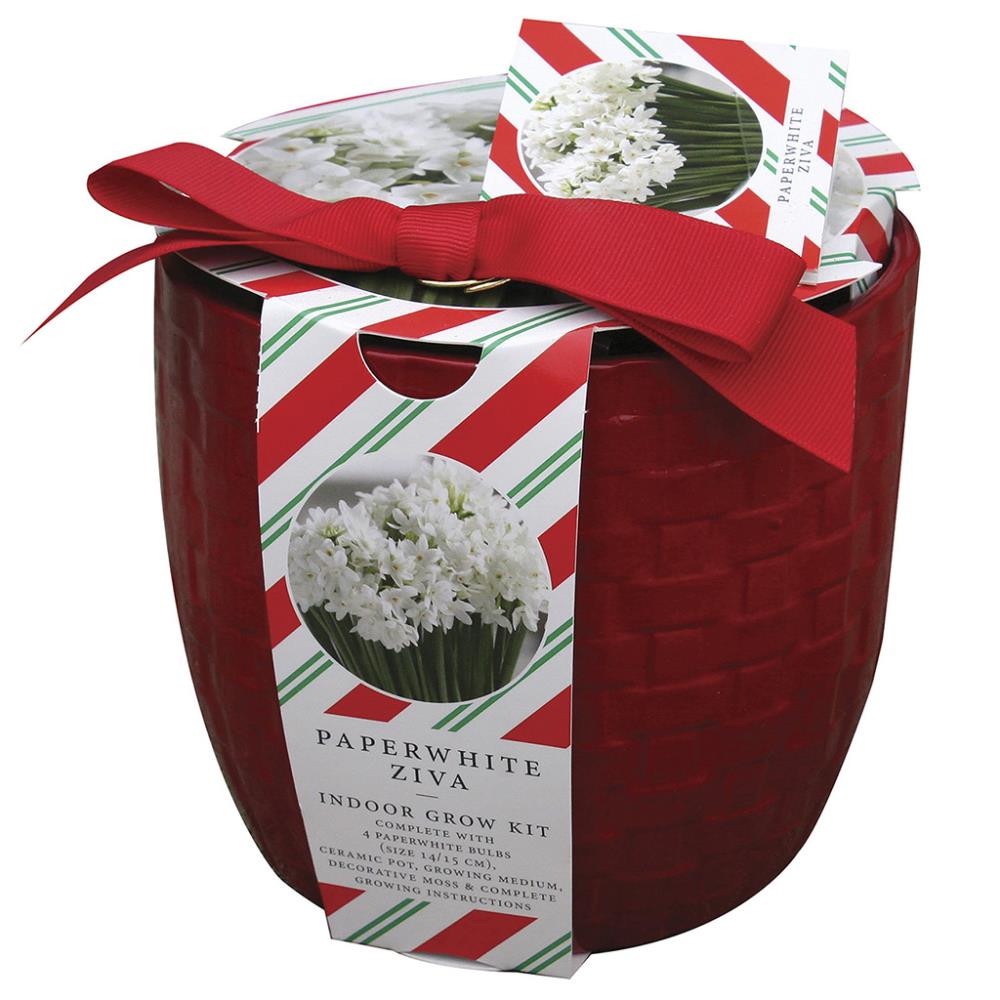  87294 White Paperwhite Bulbs Bagged