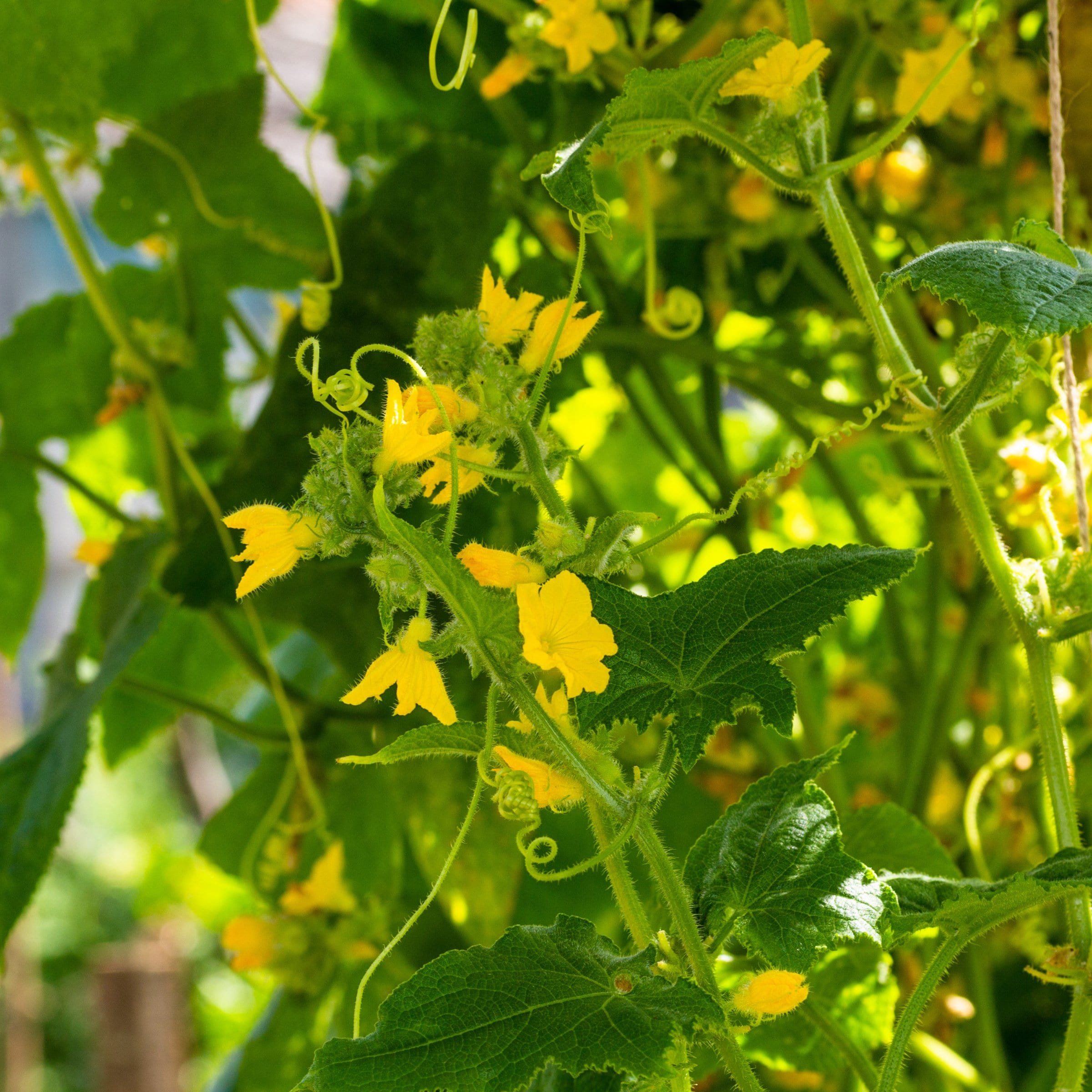 National Plant Network LW2257 Vegetable-Plants - View #7