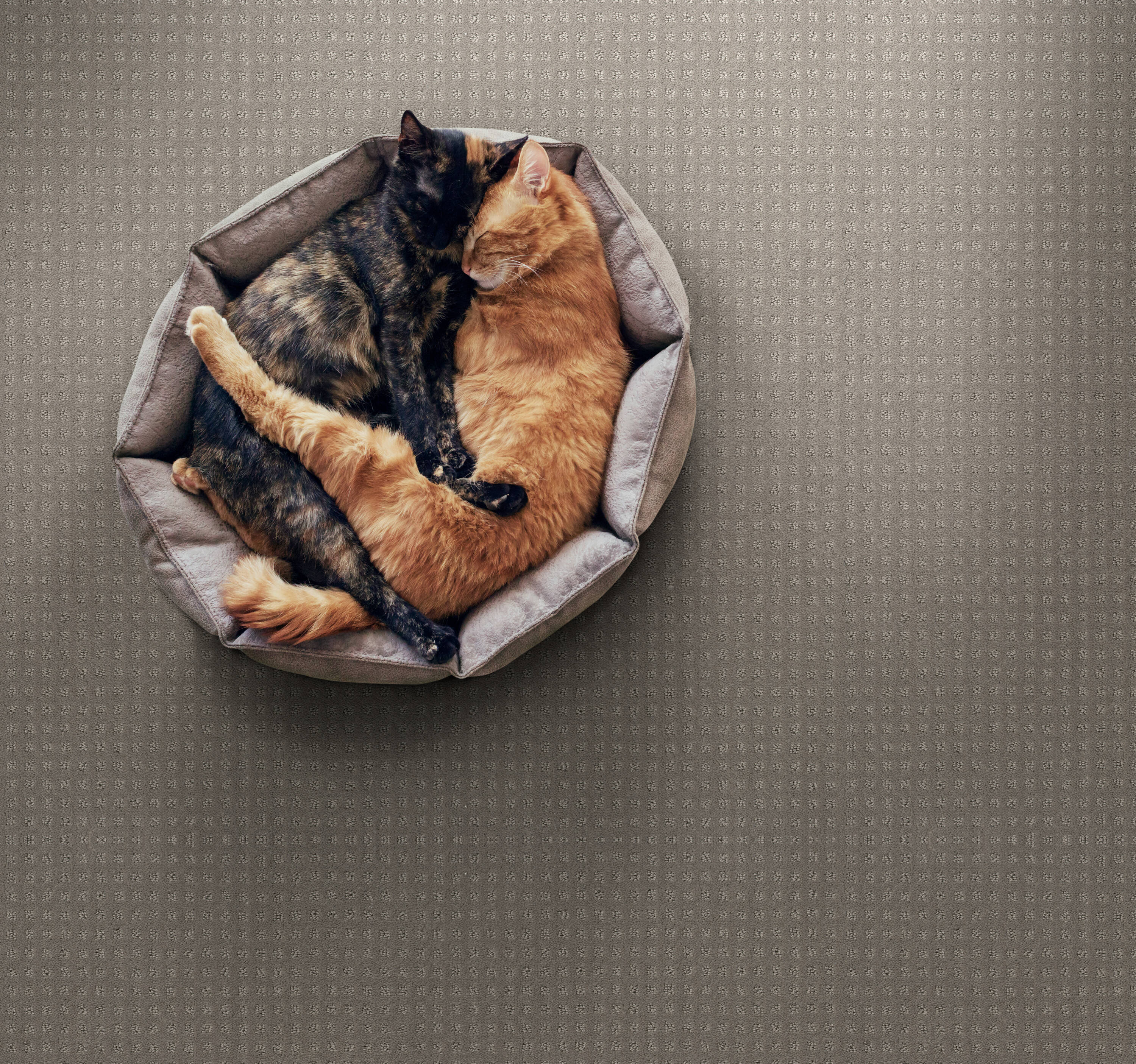 STAINMASTER PetProtect 7L898 - 515 - SAMP Carpet-Samples - View #3