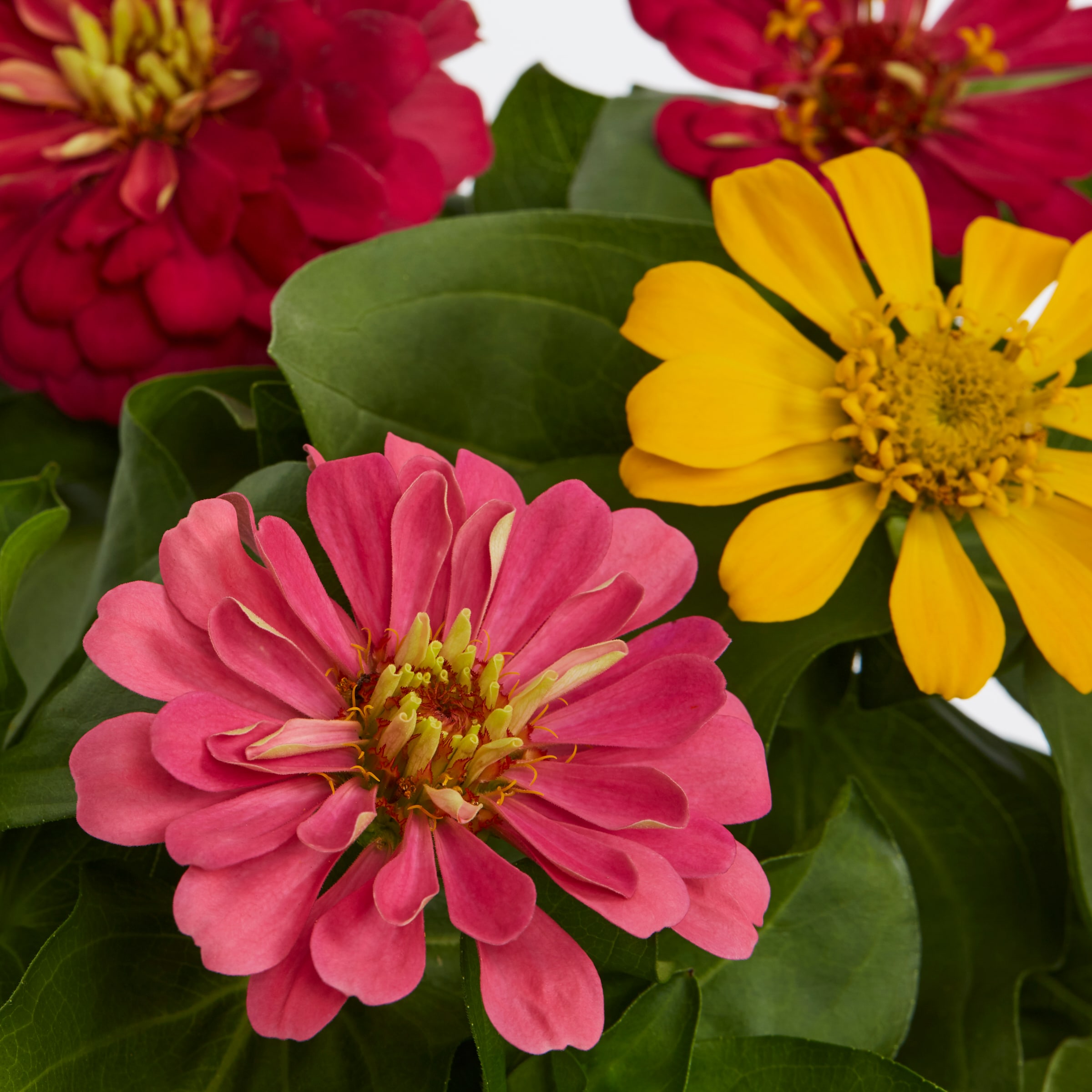 Lowe's NURSERY annuals - View #3