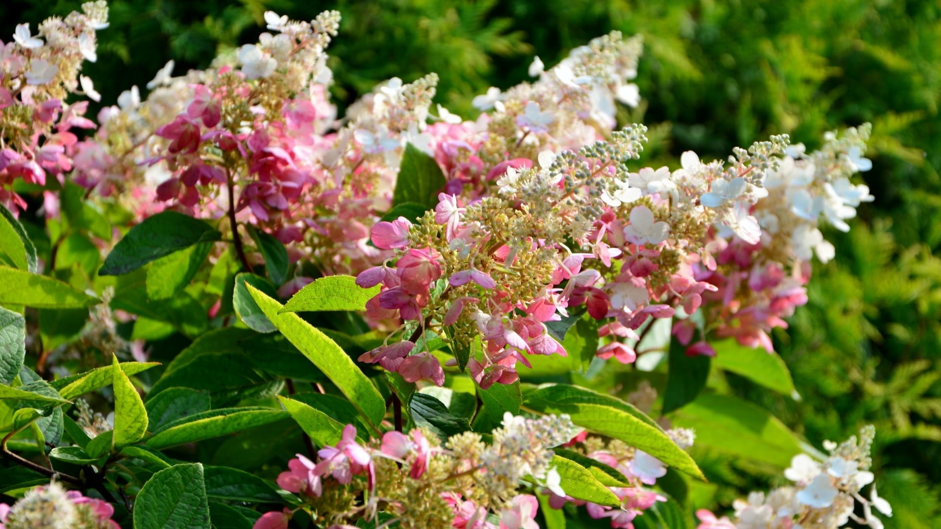 National Plant Network LW1343 shrubs - View #2