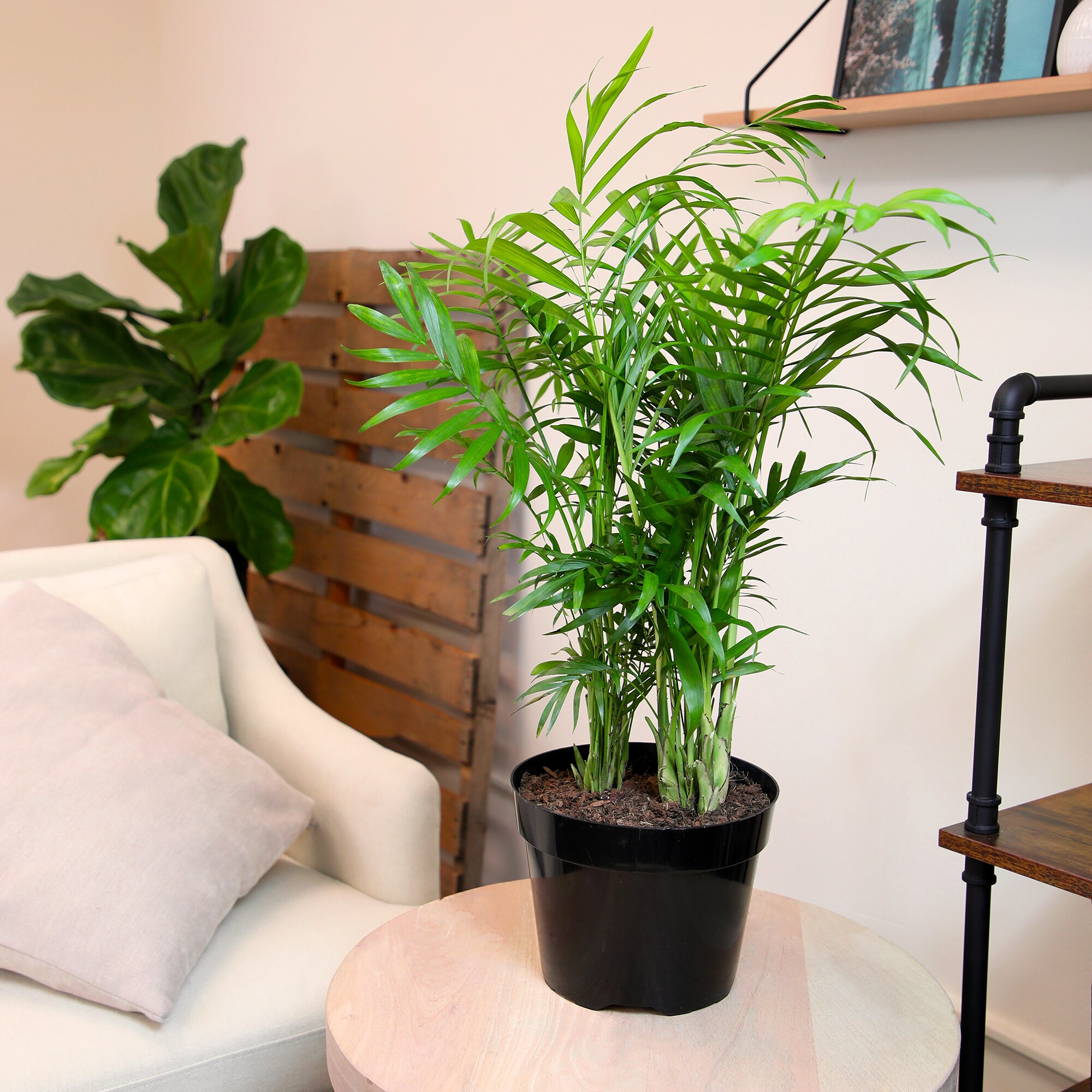 Altman Plants 0873104 hseplants - View #3