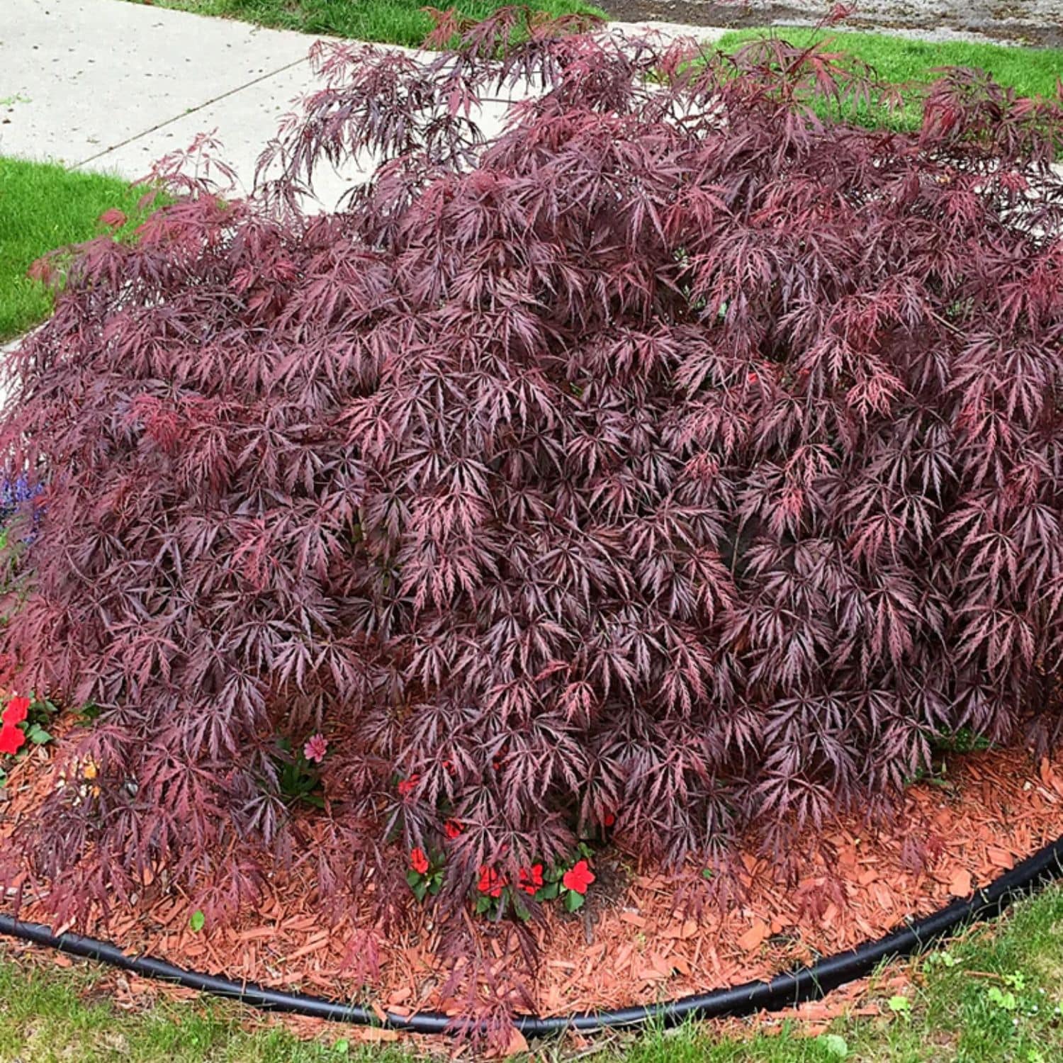 Southern Planters MAPJTA02GH-2P trees - View #3