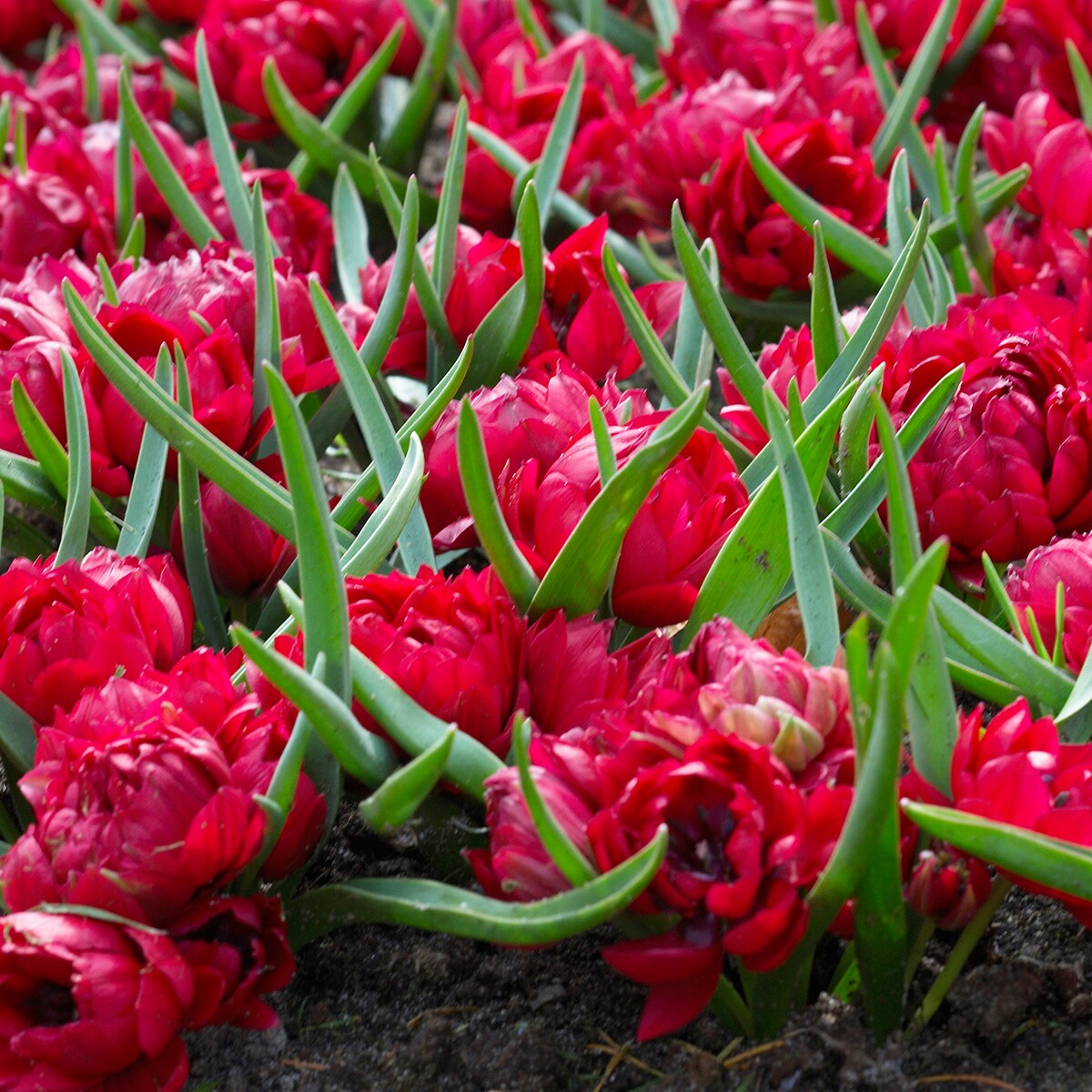 Van Zyverden 87018 Plant-Bulbs - View #7