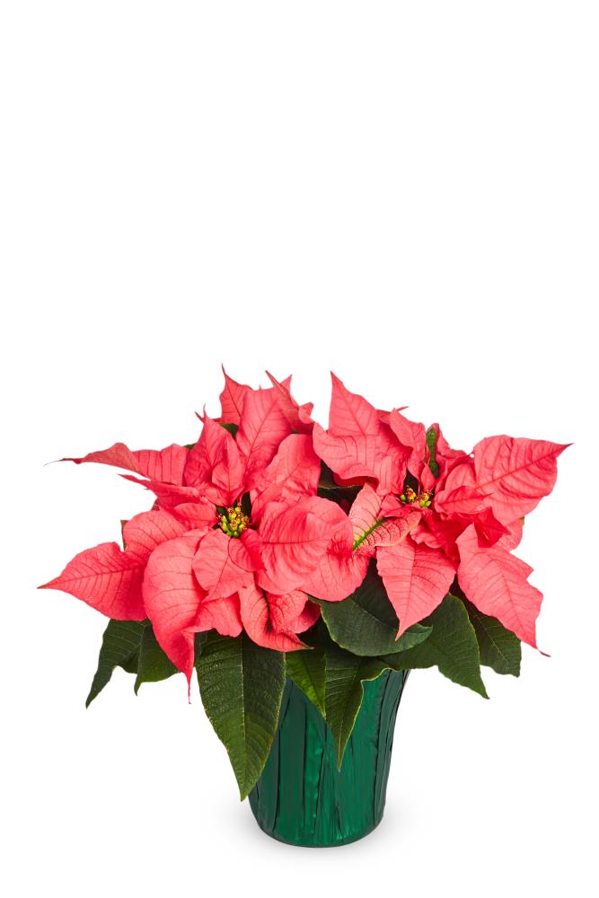  NURSERY annuals - View #3