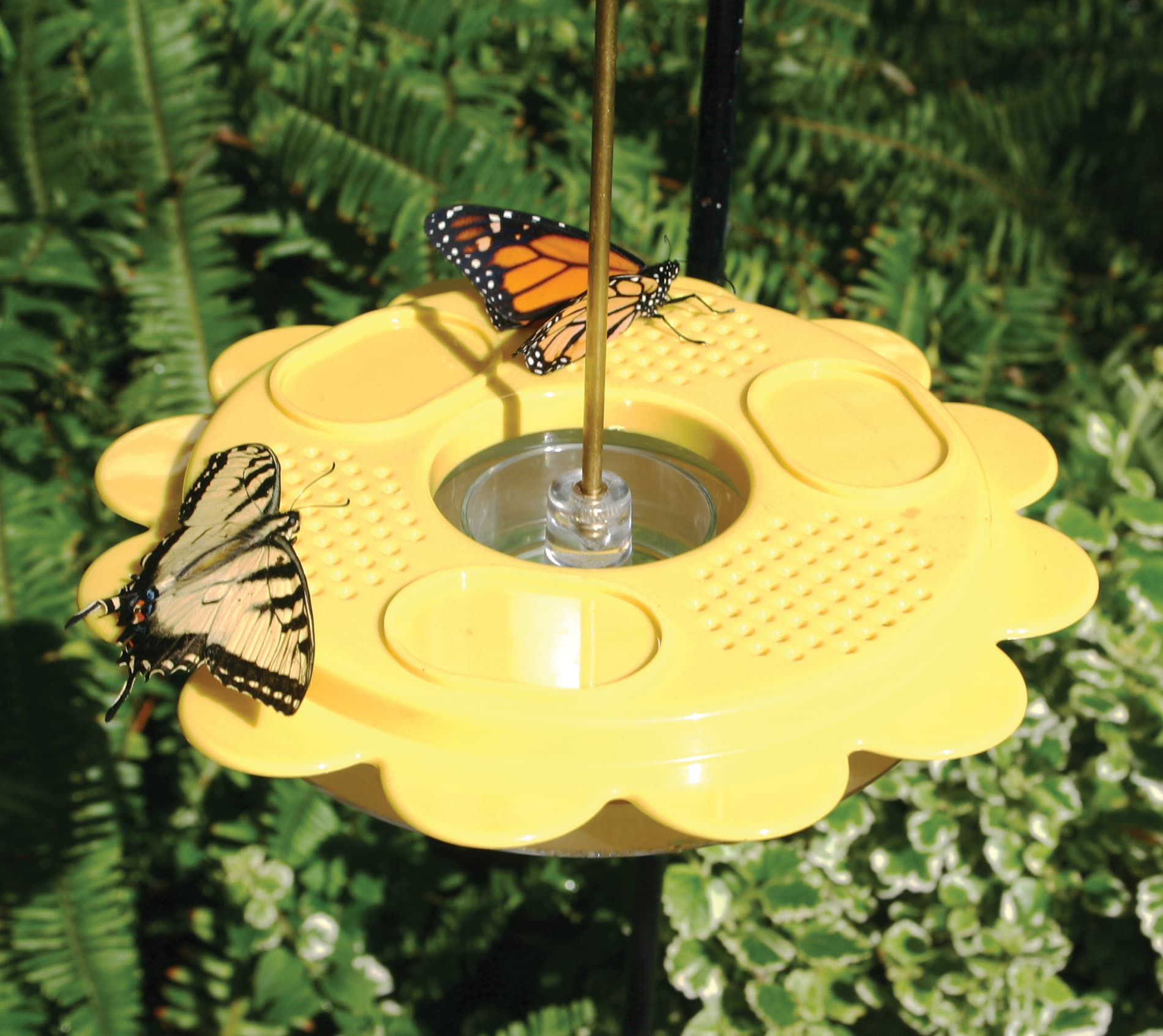 butterfly at hummingbird feeder