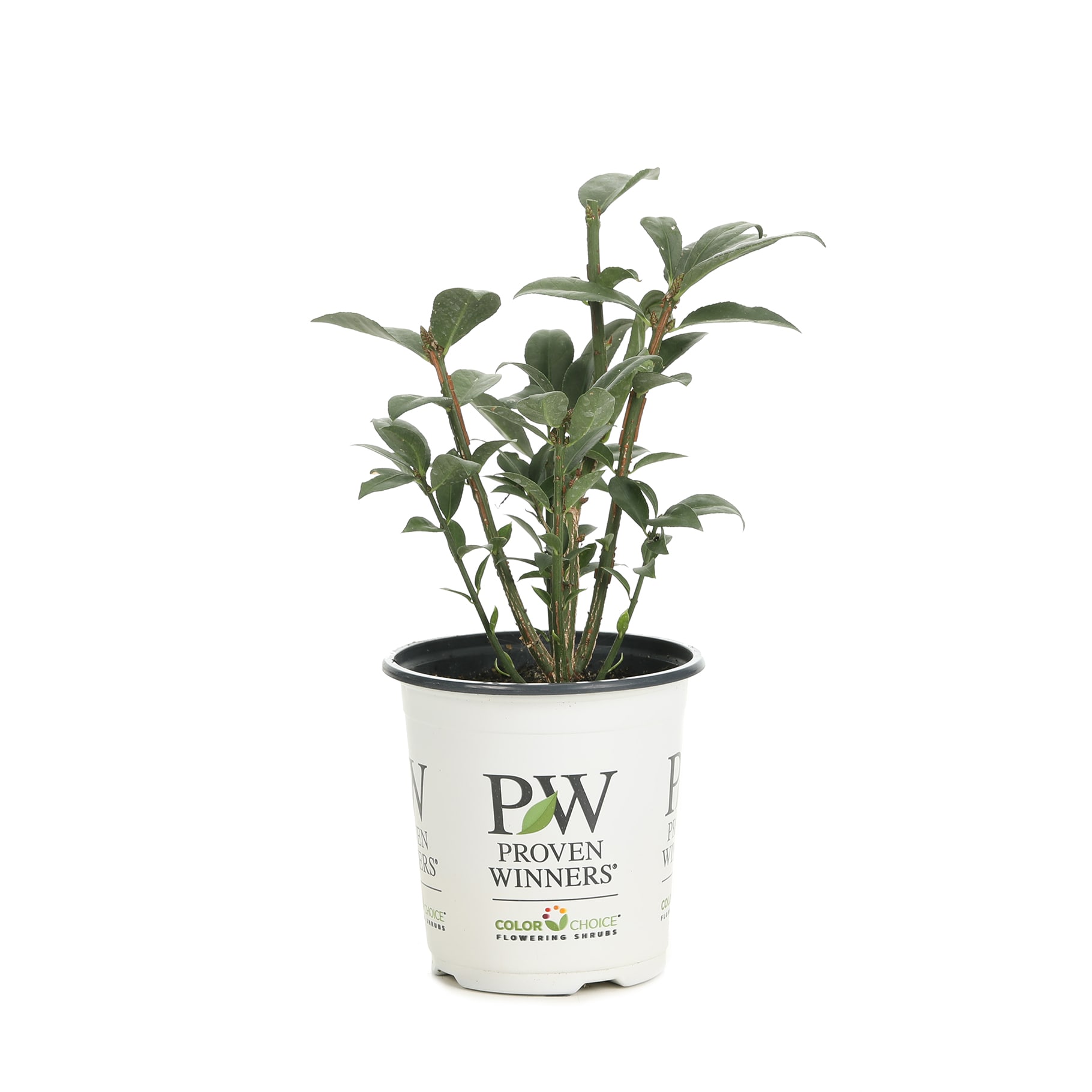 Proven Winners EUOPRC1057800 shrubs - View #2