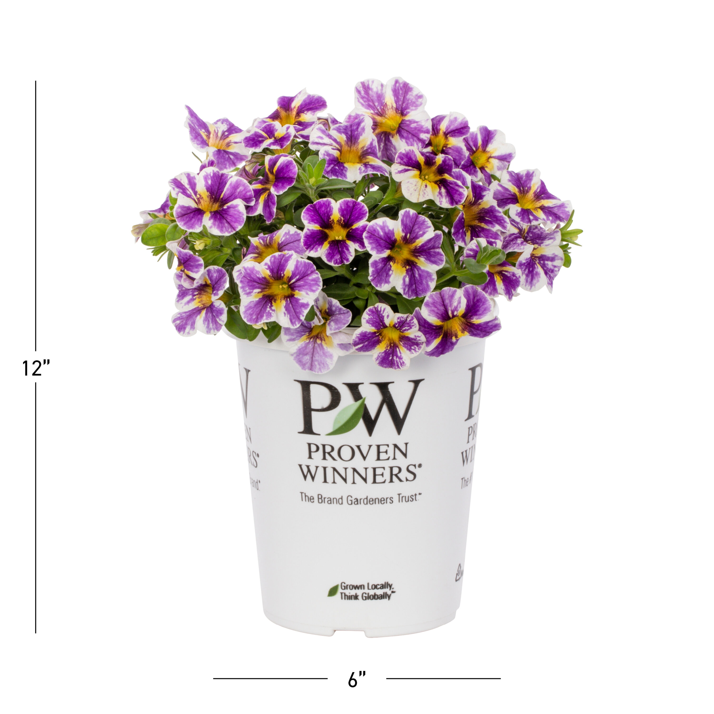 Proven Winners 4788 annuals - View #3