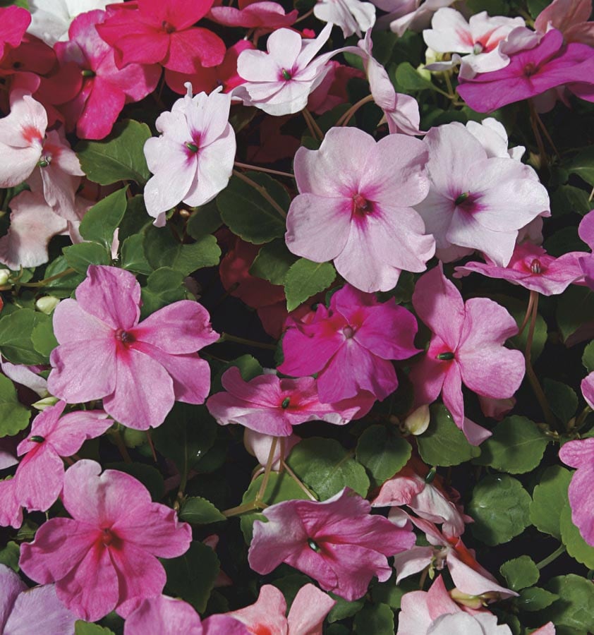 Lowe's NURSERY Multicolor Impatiens in 1 Pint Pot 1 -Pack